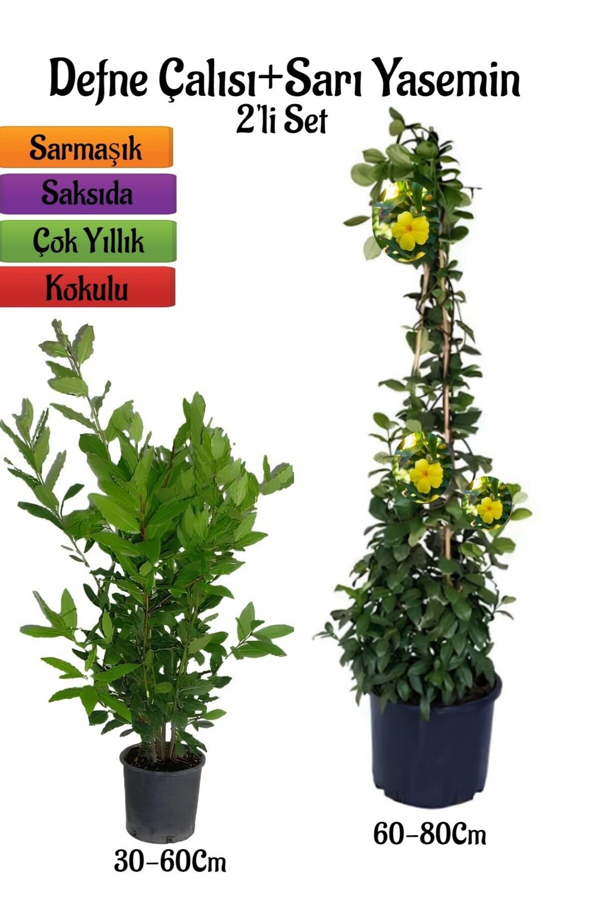 serada decor plant Kokulu Defne Çalısı Fidanı+Sarı Yasemin Çiçeği Fidanı 2'li Bahçe Peyzaj Seti