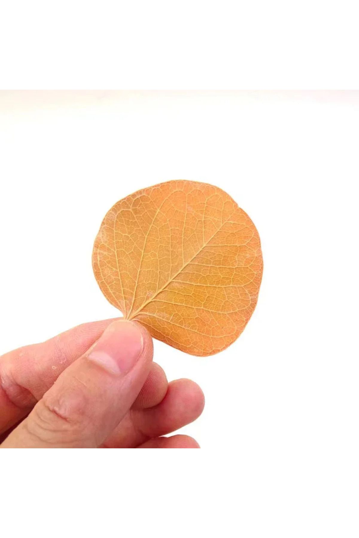 Choice-50pcs Natural Leaf Aquarium Filter Terminalia Catappa Foetida Leaves Island Almond Leaf Fish Clea... 6