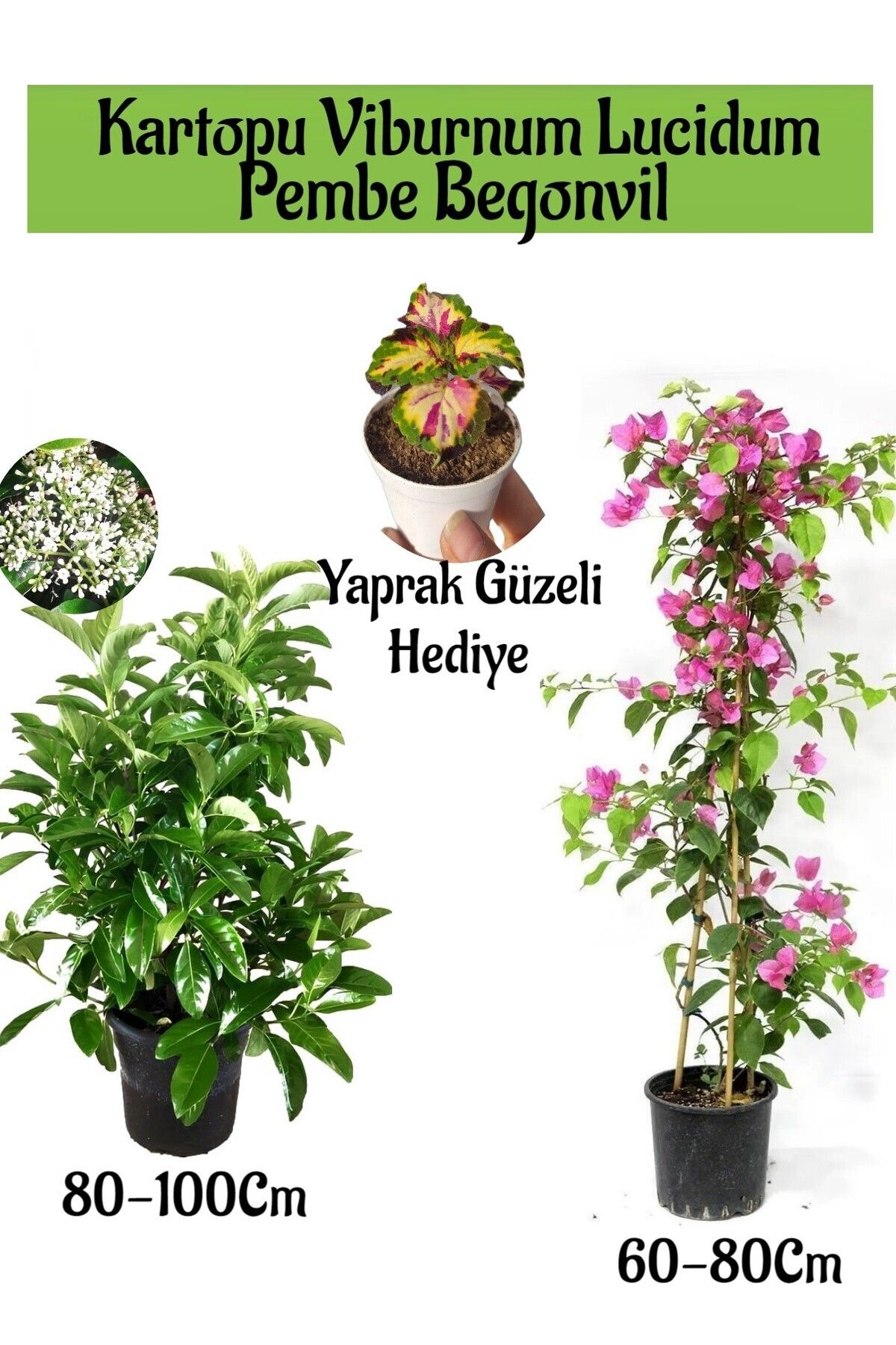 Gardenbox Favori Ürün Kartopu Viburnum 1 ADET+Pembe Begonvil 1 ADET+Yaprak Güzeli Hediye Bahçe Bitkisi