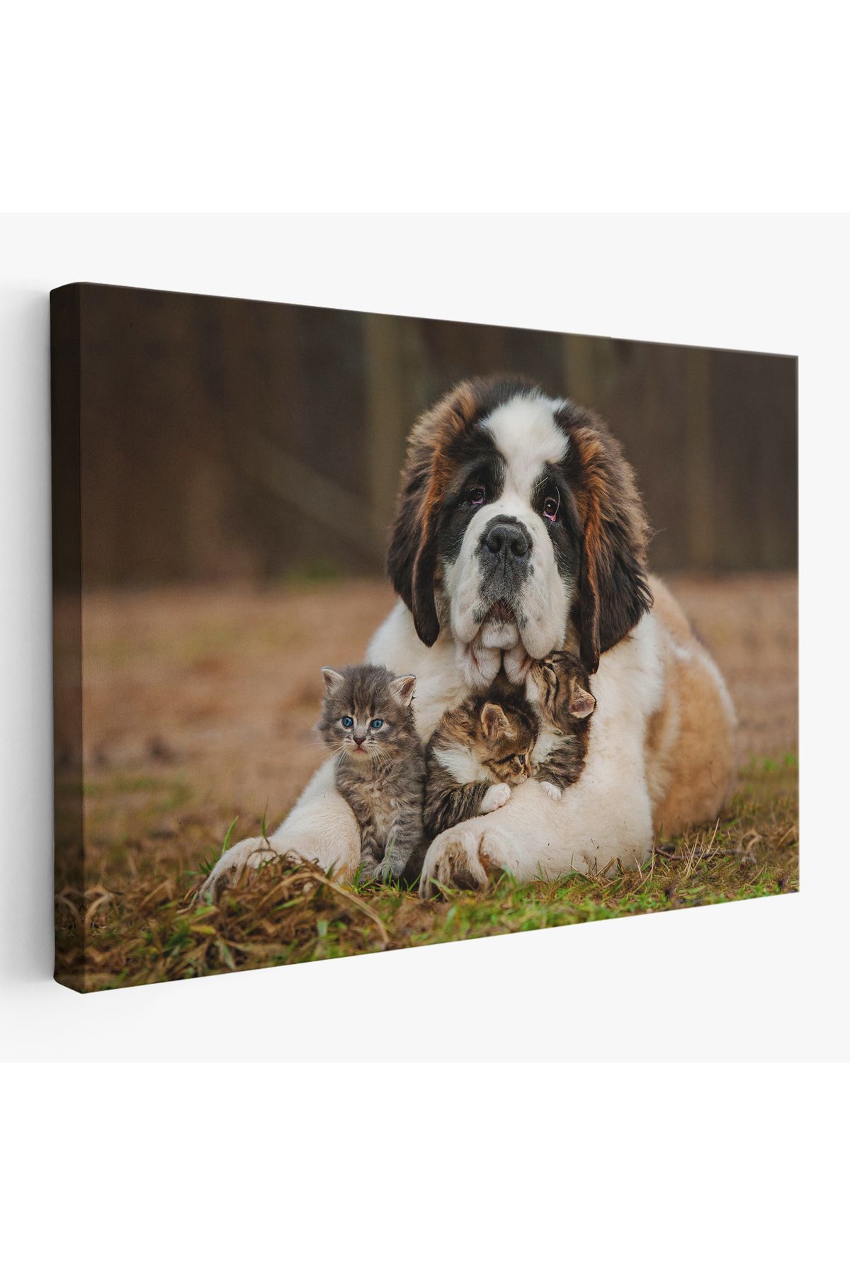 bluvex St. Bernard Köpek ve Yavru Kediler Dekoratif Kanvas Tablo 1124