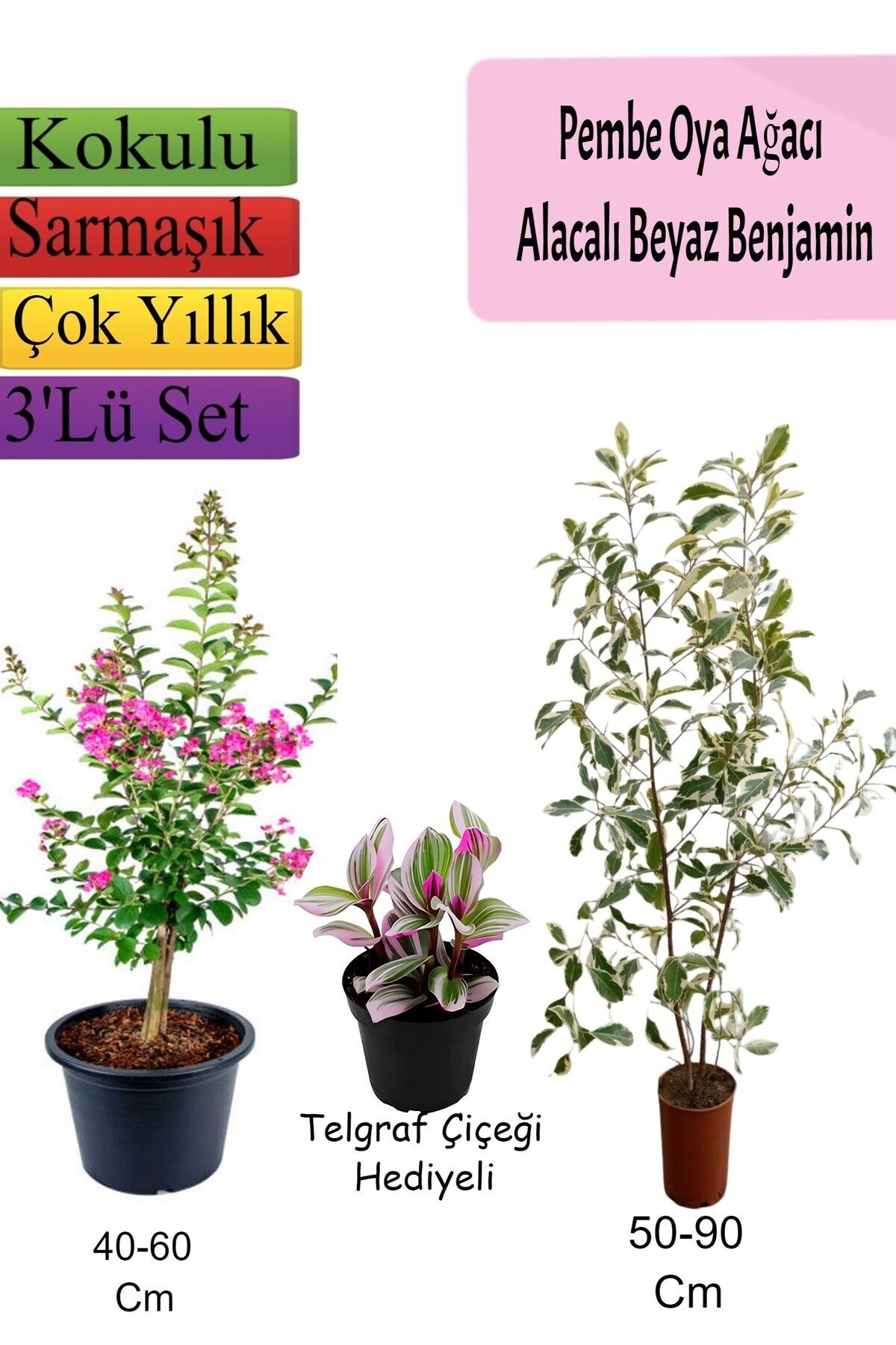 serada decor plant Pembe Oya Ağacı+ Alacalı Beyaz Benjamin+ TELGRAF Hediyeli