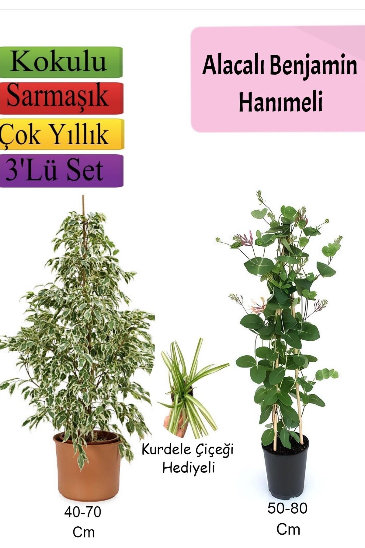 serada decor plant Alacalı Beyaz Benjamin Bitkisi+ Hanımeli+ Kurdele Çiçeği Hediyeli
