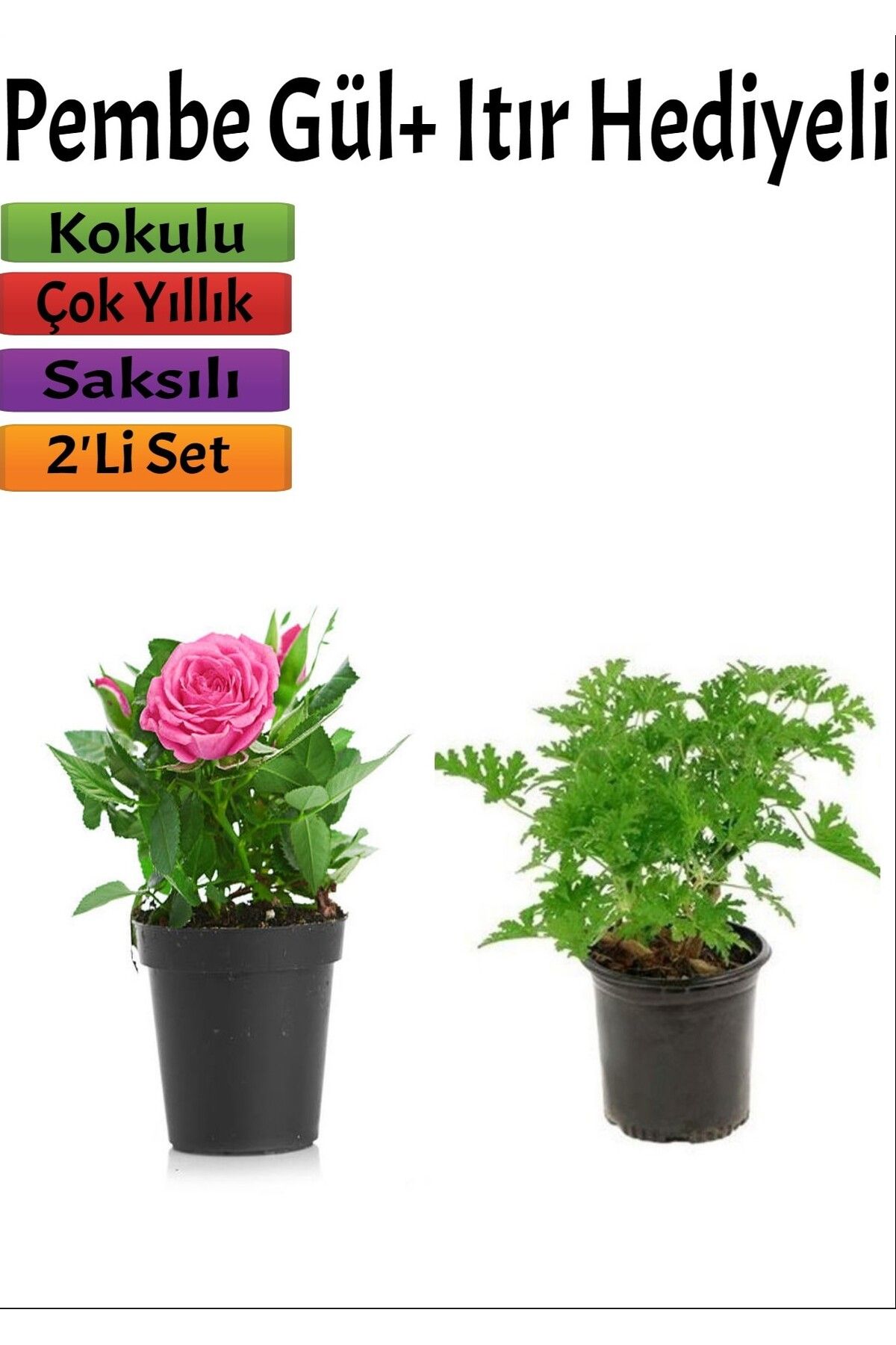 serada decor plant Bahçe Seti Pembe Gül+ Itır Çiçeği Hediyeli (10-25 Cm) Saksılı Dış Mekan Bitkileri