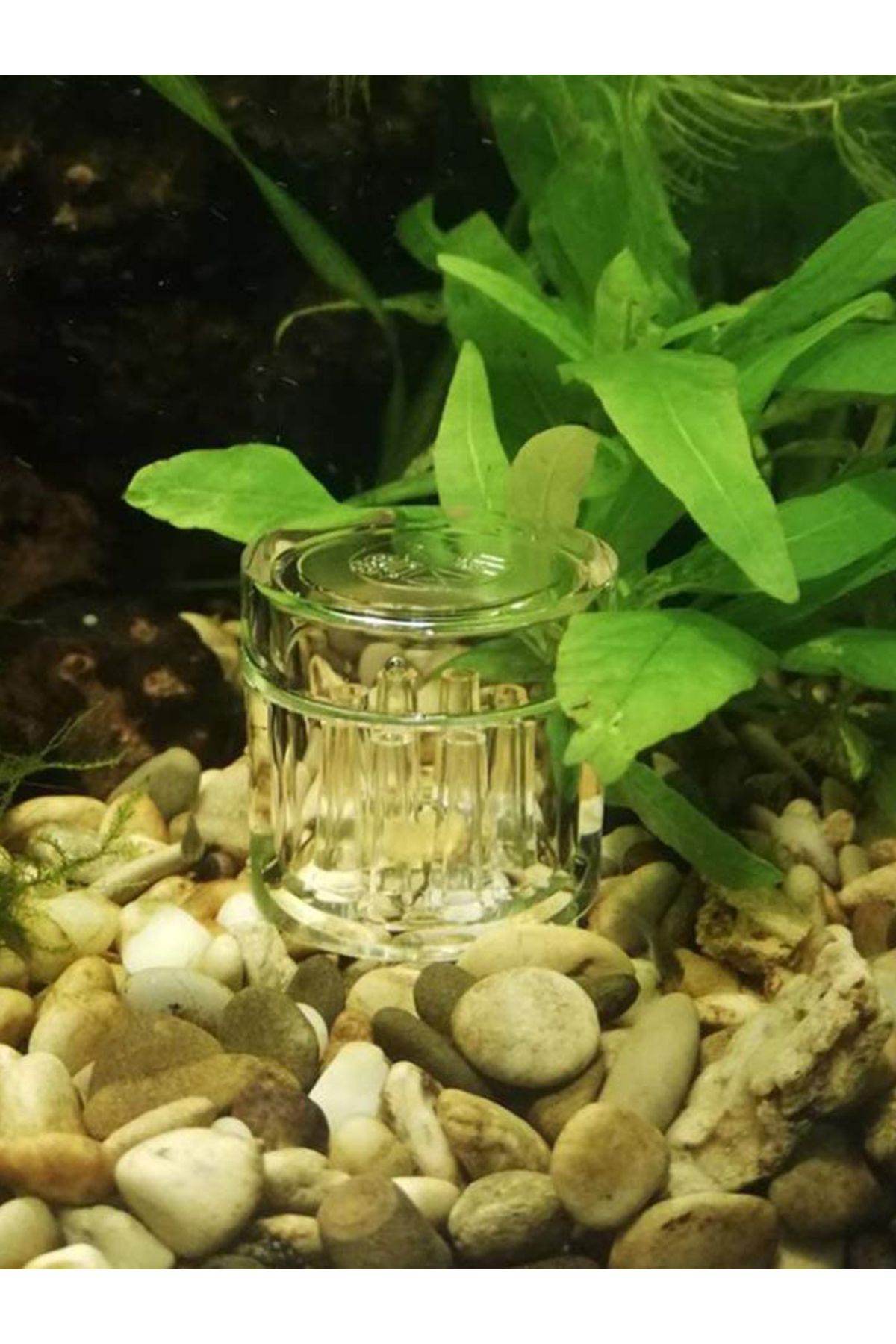 Choice-Aquarium Planaria Trap Crystal Red Shrimp Worm Trap Transparent 8-Hole Leech Proteinworm Pest Cat... 7