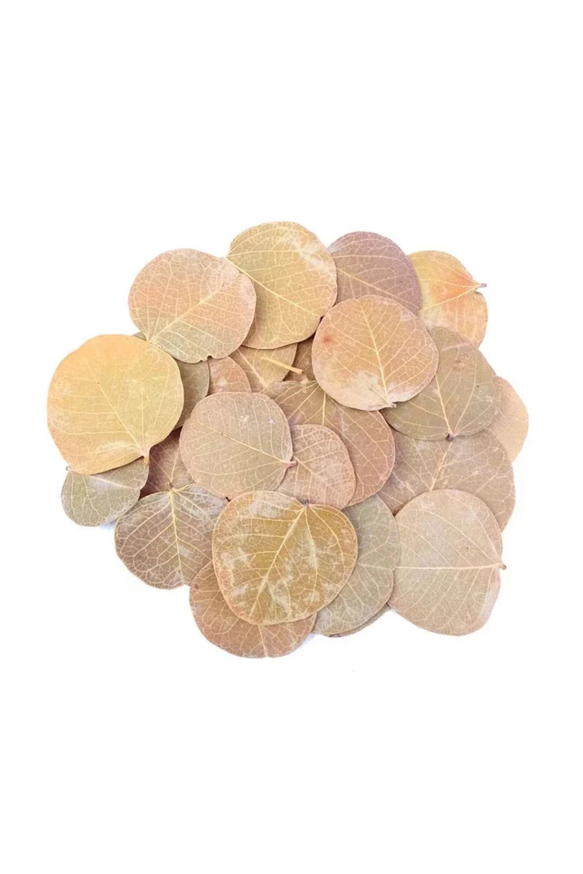Choice-50pcs Natural Leaf Aquarium Filter Terminalia Catappa Foetida Leaves Island Almond Leaf Fish Clea... 7