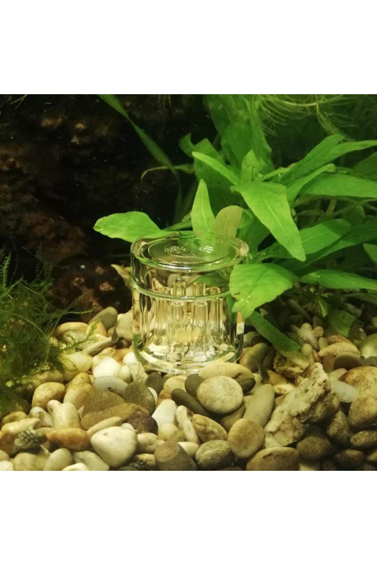 Choice-Aquarium Planaria Trap Crystal Red Shrimp Worm Trap Transparent 8-Hole Leech Proteinworm Pest Cat... 4