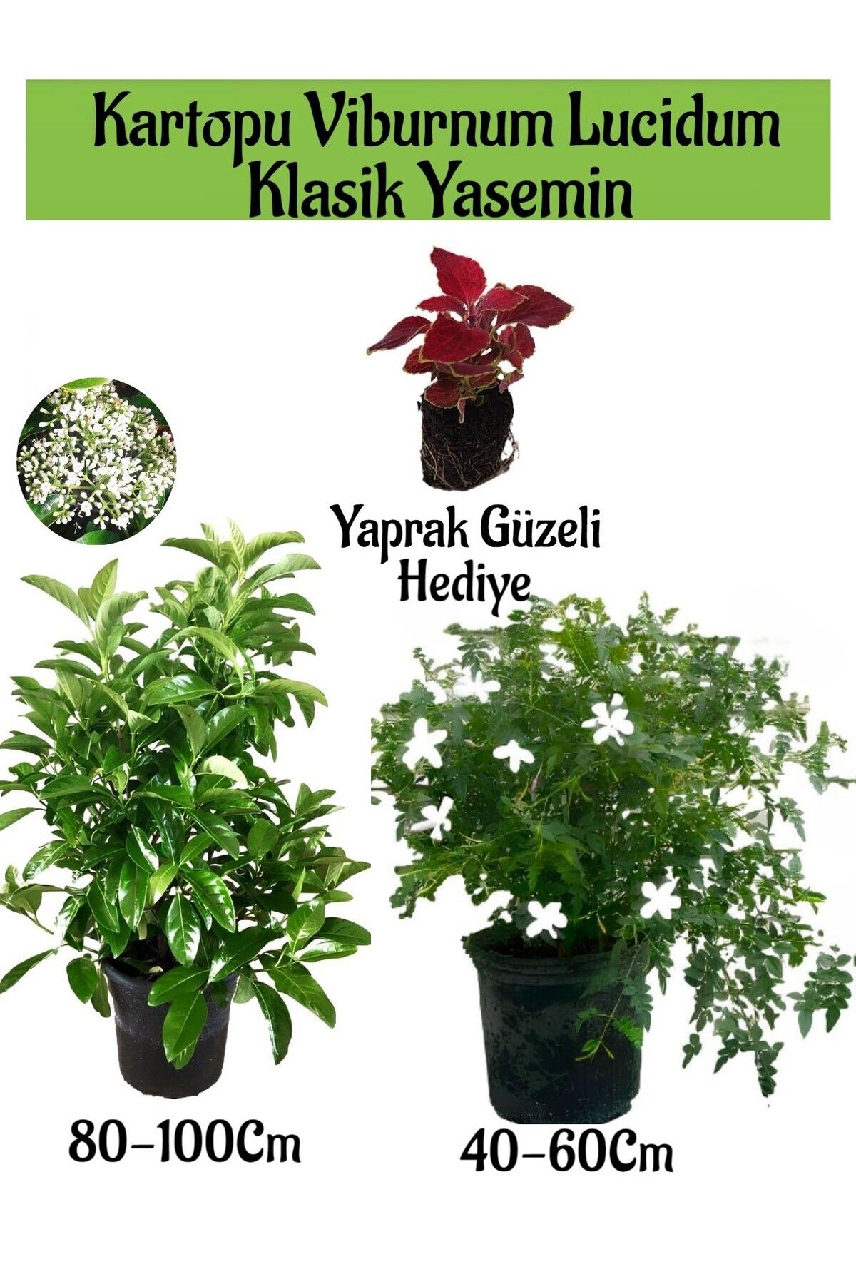 Gardenbox Avantajlı Kartopu Viburnum 1 ADET+Klasik İzmir Yasemini 1 ADET+Yaprak Güzeli Hediye Bahçe Bitkisi