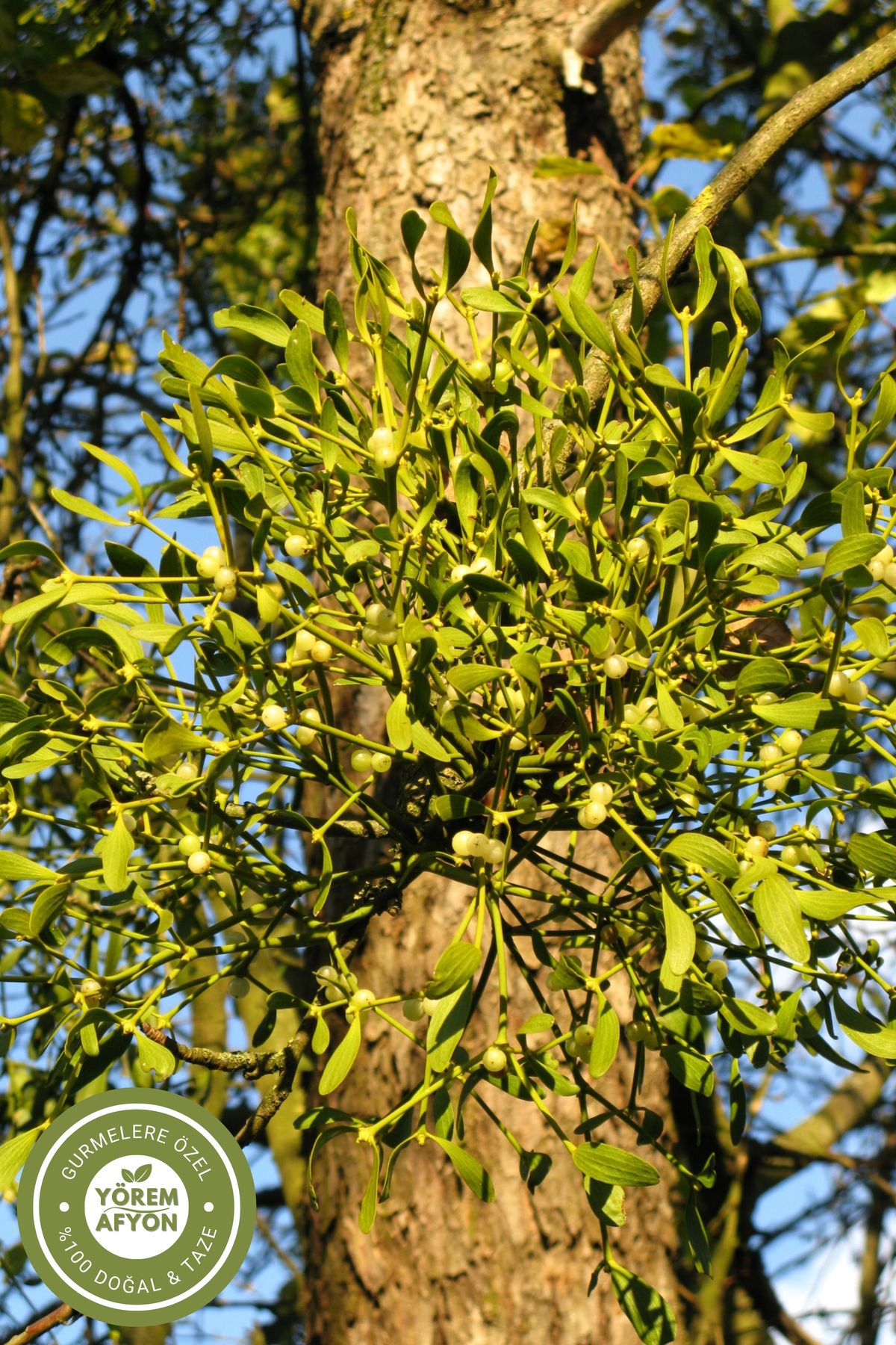 Gülçehre-Native Crop Dried Mistletoe from the Sea Area - Gevele, Pine Sign {Viscum Album} |   65g 4