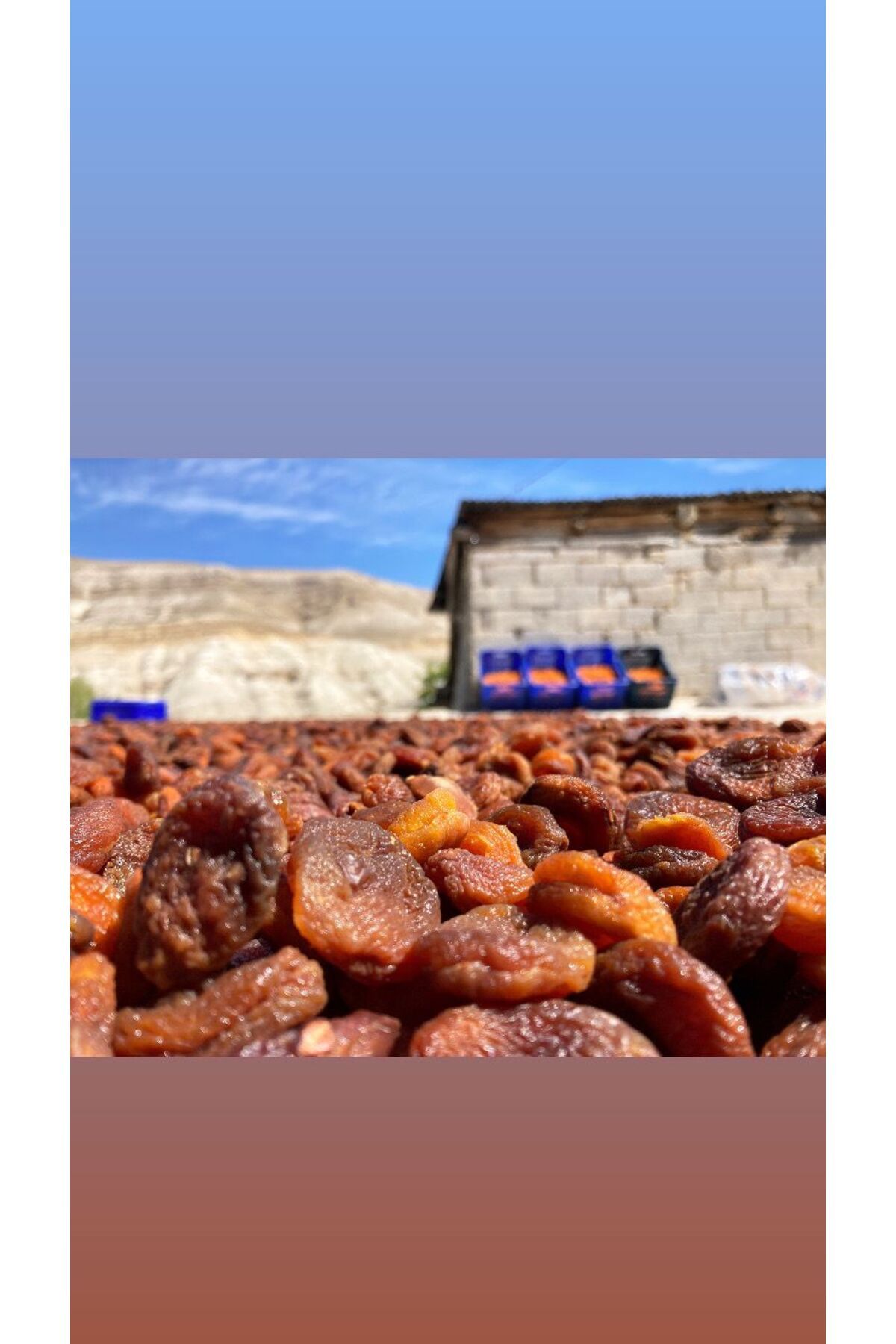 KAYISILAND Gün Kurusu Kayısı 1 Kg