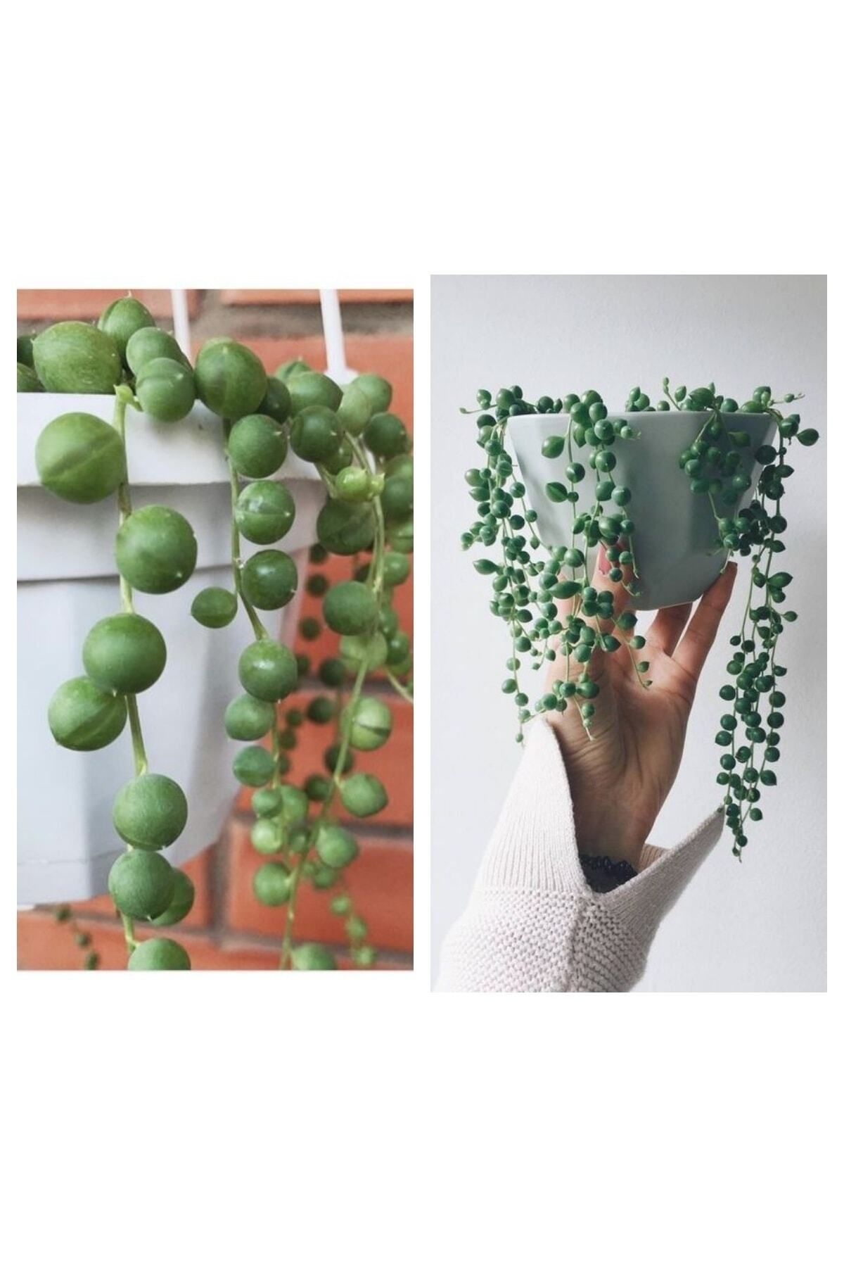 Gardenbox Kampanyalı Tespih Çiçeği Inci Tanesi Askılı Büyük Saksı Senecio Rowleyanus Teraryum Sukulent