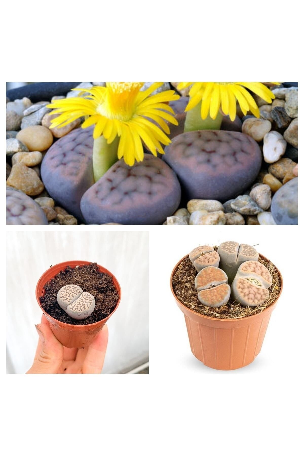 Gardenbox Kampanyalı Taş Kaktüs Özel Tür Lithops 5.5 Saksıda