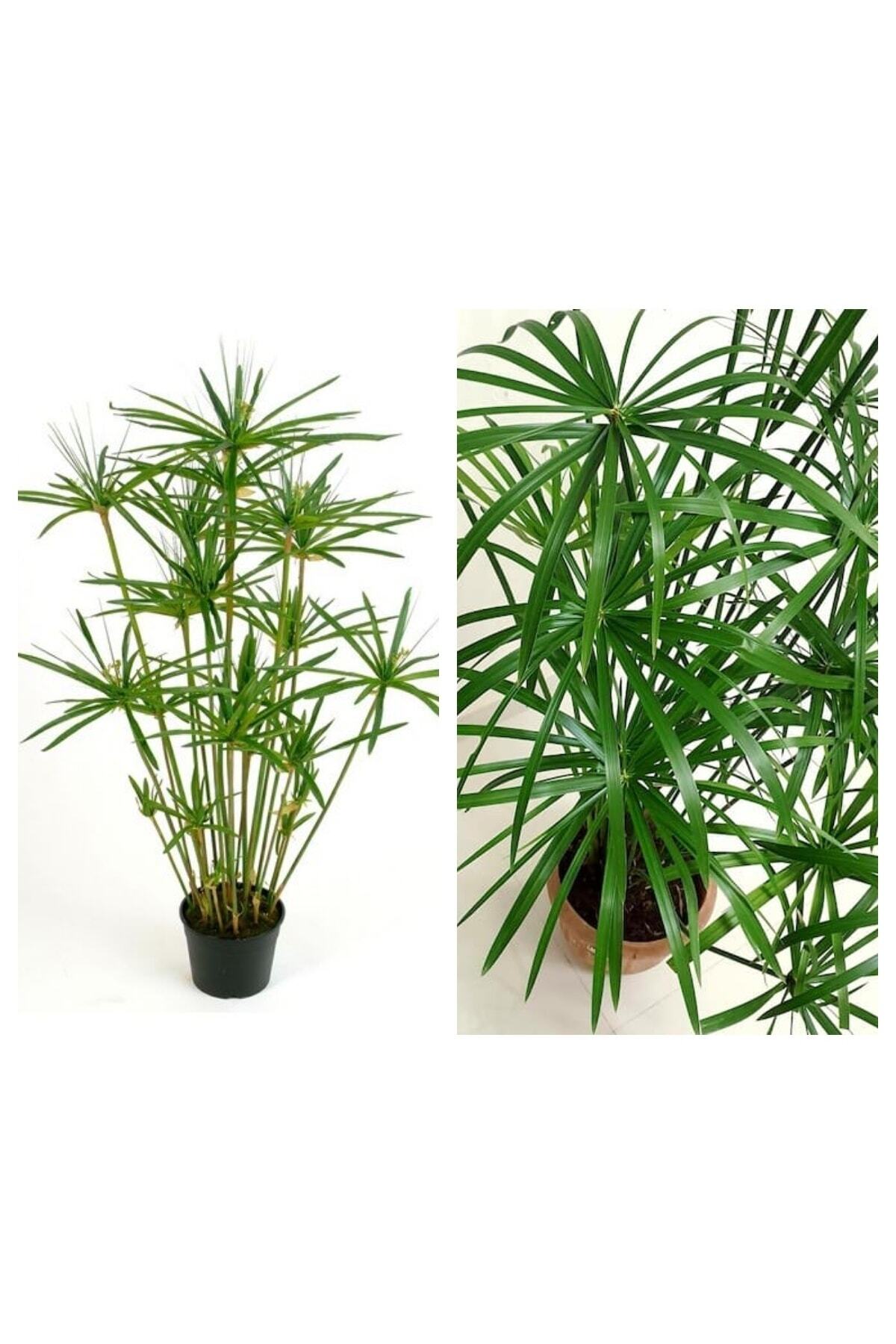Nura Botanik Japon Şemsiyesi Çiçeği – Cyperus Alternifolius