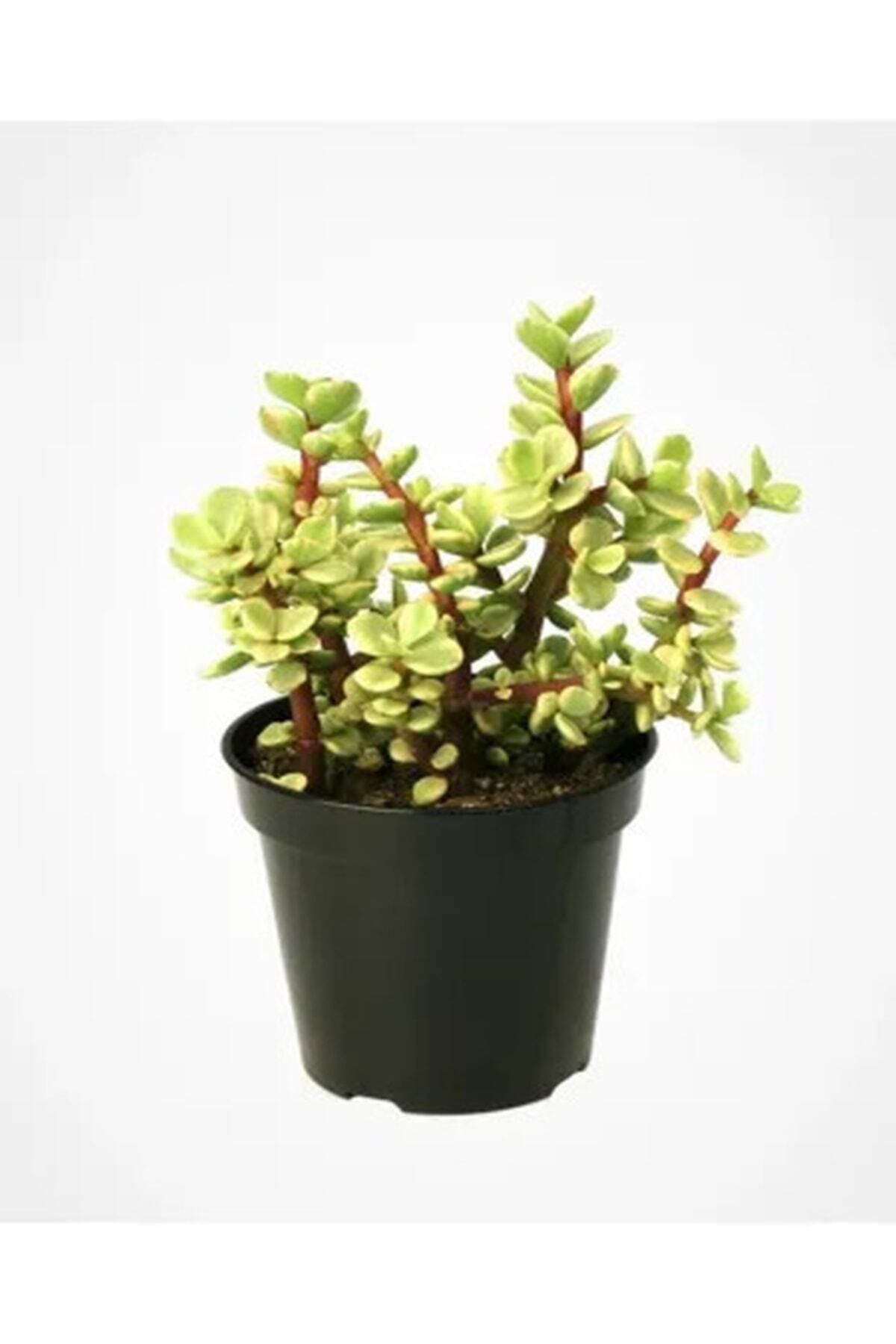 Gardenbox Portulacaria Afra Variegata,fil Azığı Yeşim 5,5 Sukulent Saksısında Dolgun Formlu