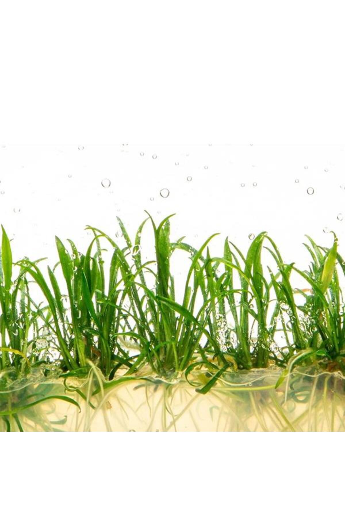 Genel Markalar Cryptocoryne Parva Saksı Canlı Bitki - Fiyatı