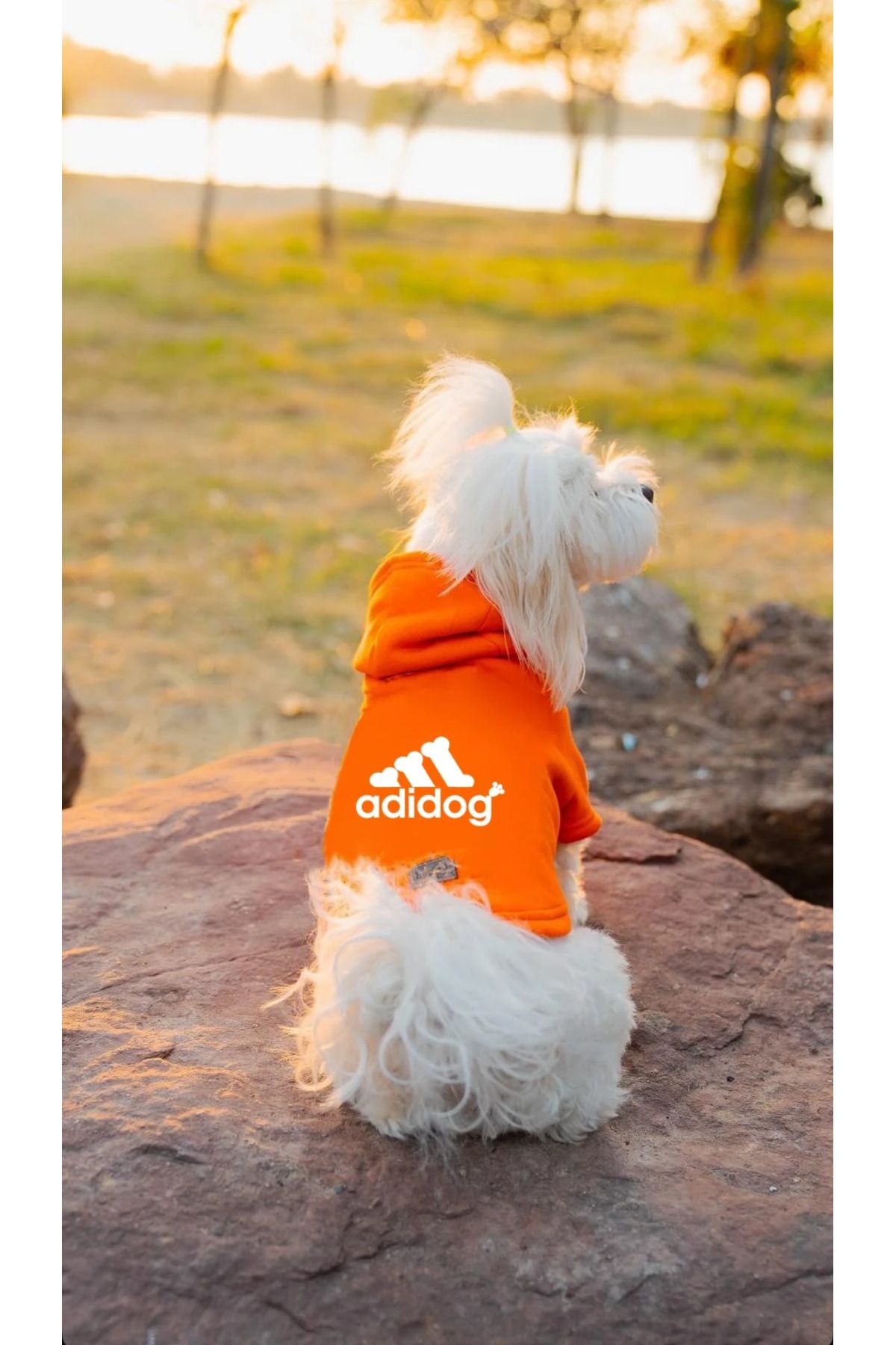 Pangea Turuncu Dog Dog Köpek Kapüşonlu Sweatshirt Hoodie