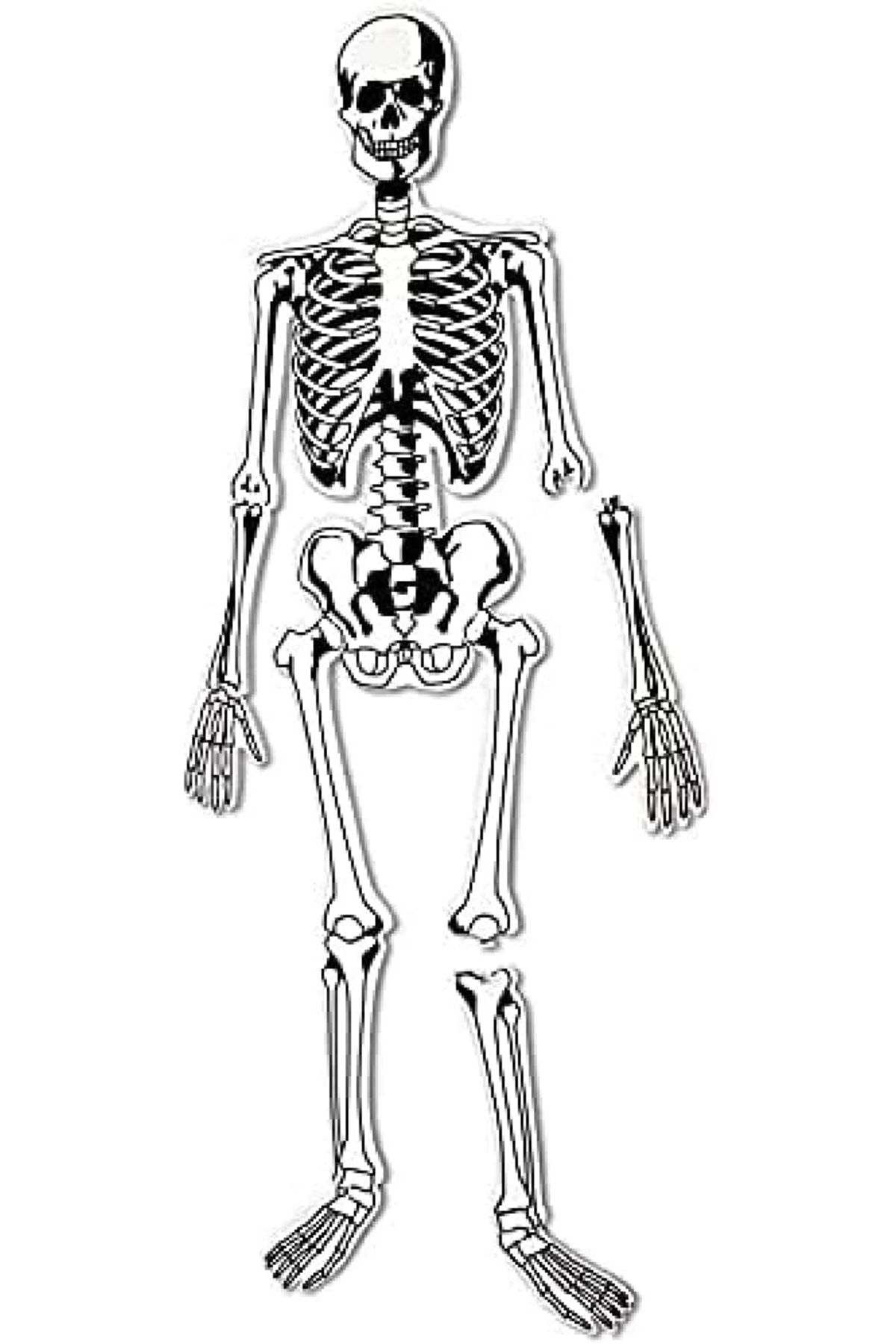 Learning Resources-Skeleton Foam Floor Puzzle-LER3332 1