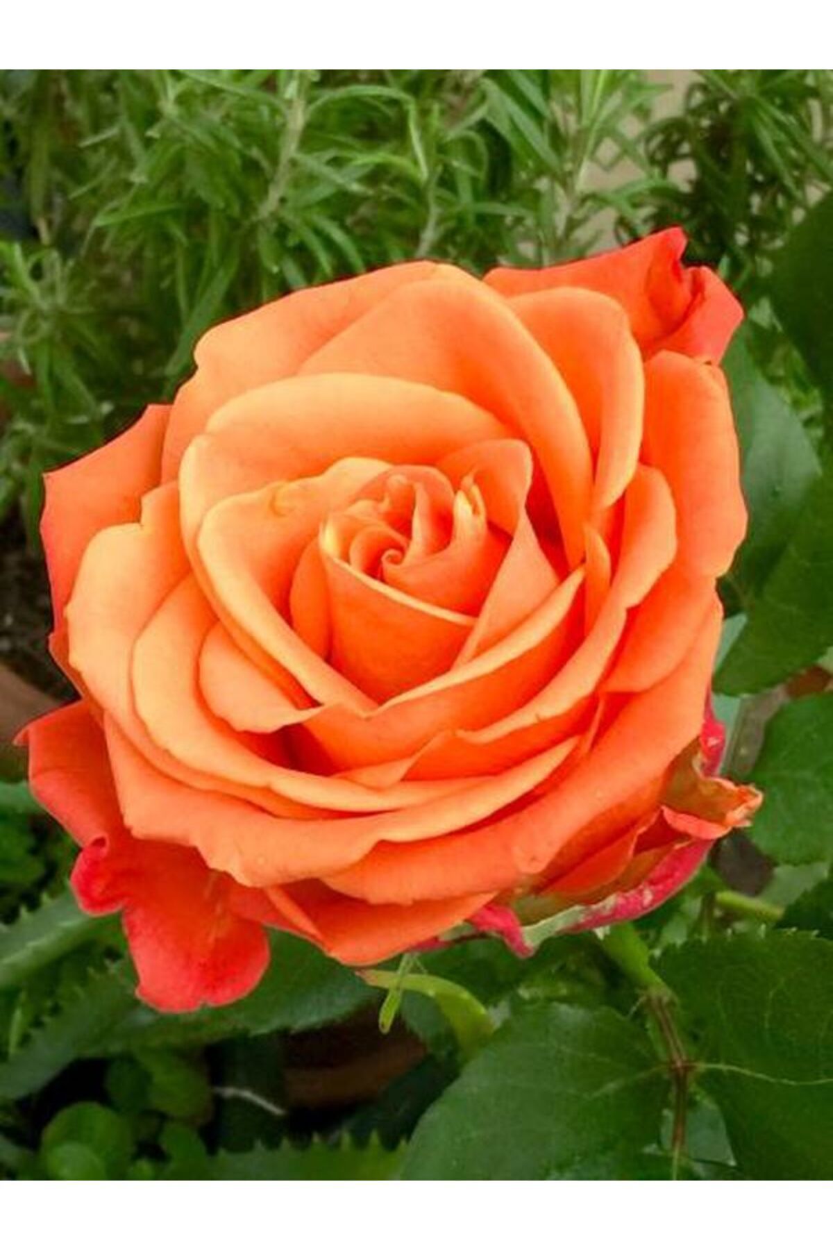 Gardenbox Kampanyalı Ponpon Yediveren Turuncu (60 80 CM) Saksılı 2 Adet Aşılı Gül Fidanı Orange Rose