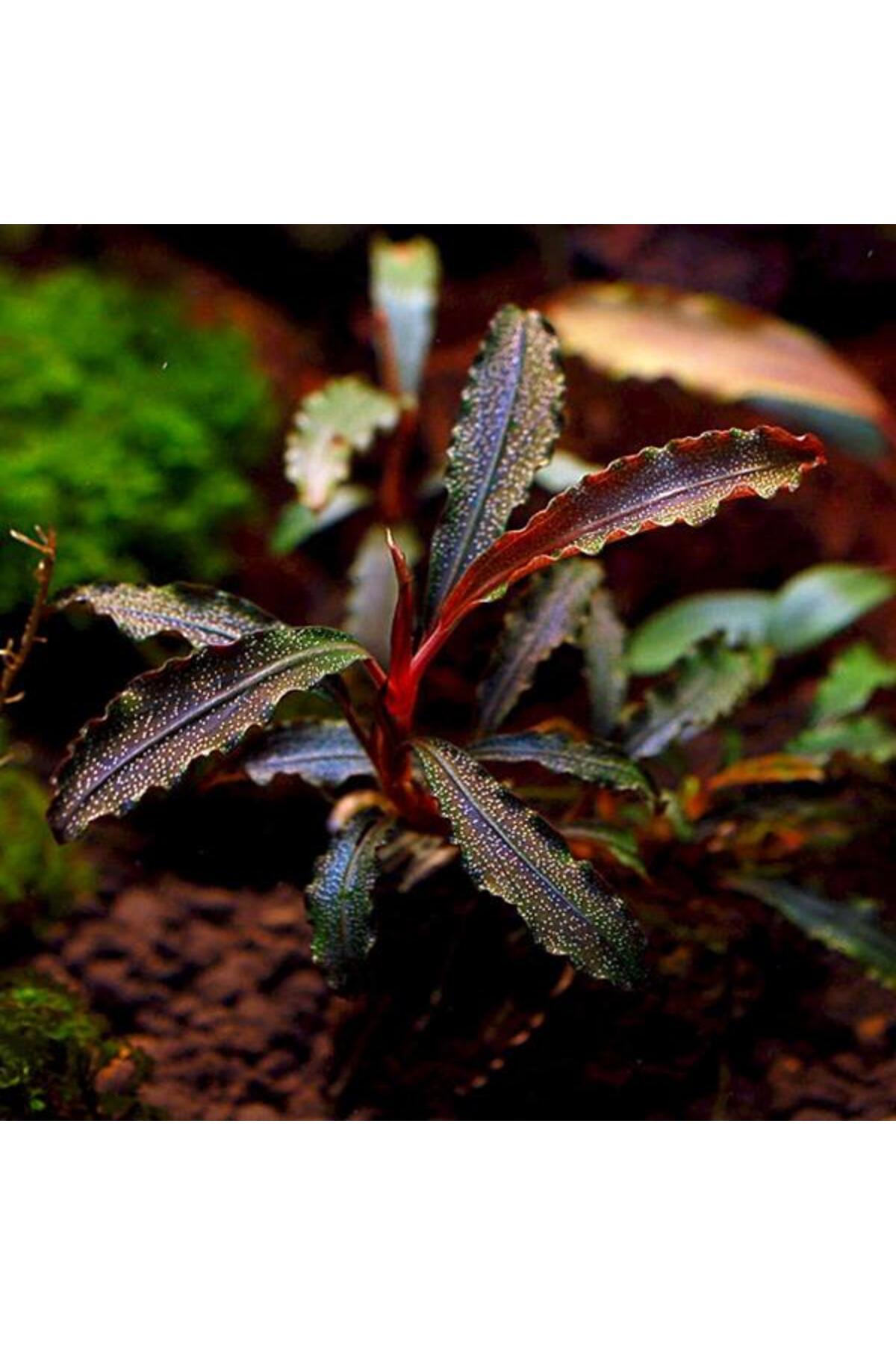 İthâl Bitki Bucephalandra Godzilla Kedagang Red Saksı Canlı Bitki