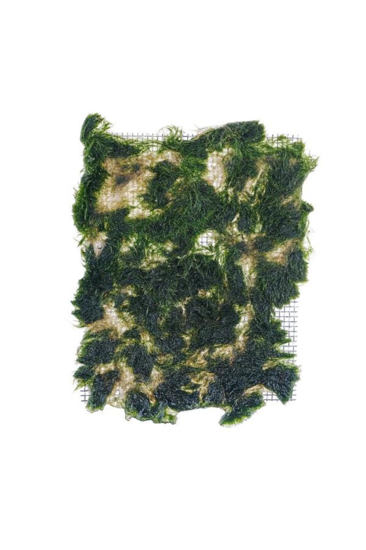 İthâl Bitki Marimo Moss Carpet 10x10 Canlı Bitki - Fiyatı, Yorumları