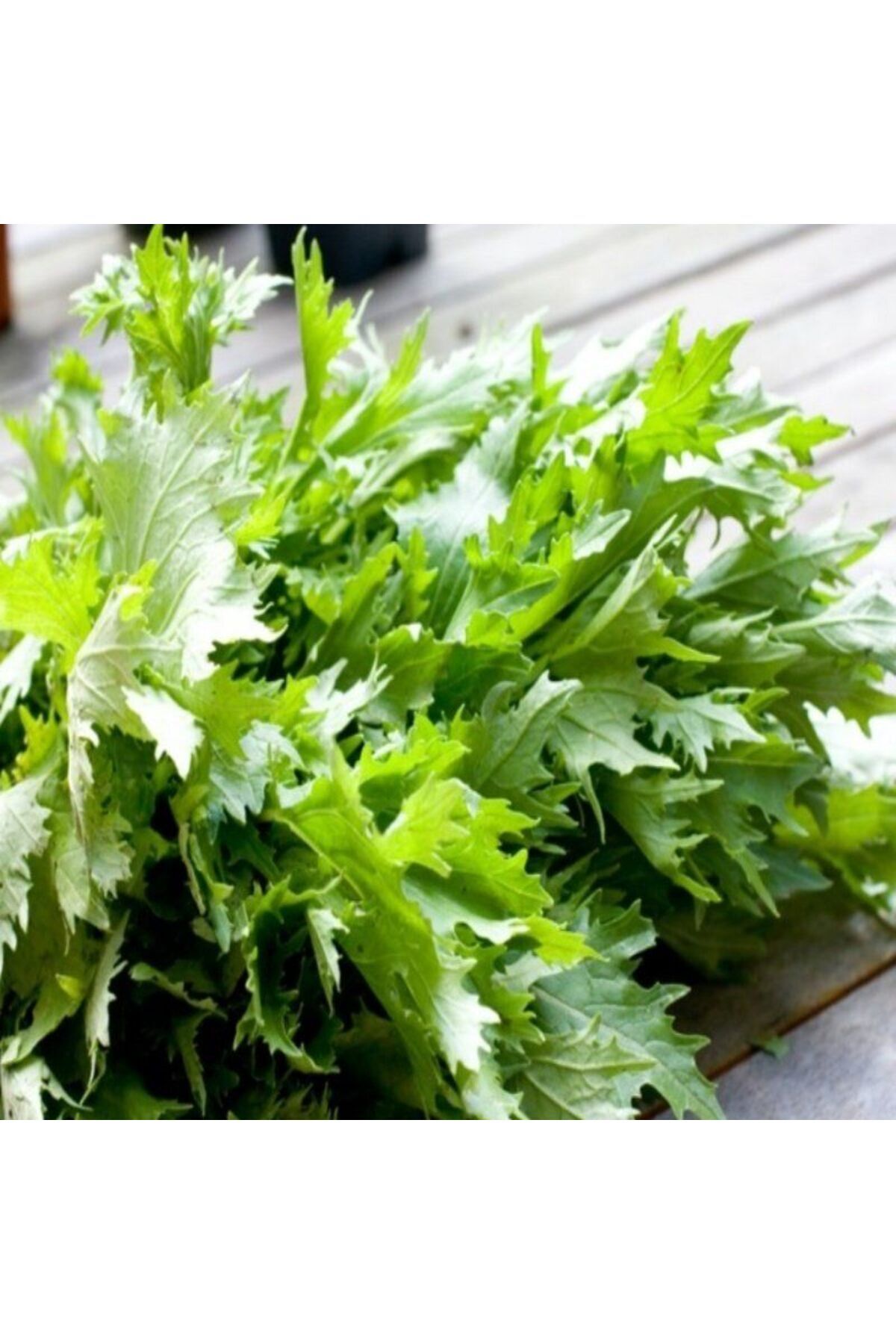 E-fidancim Ata Tohumları Geleneksel Brassica Rapa Japonica Green