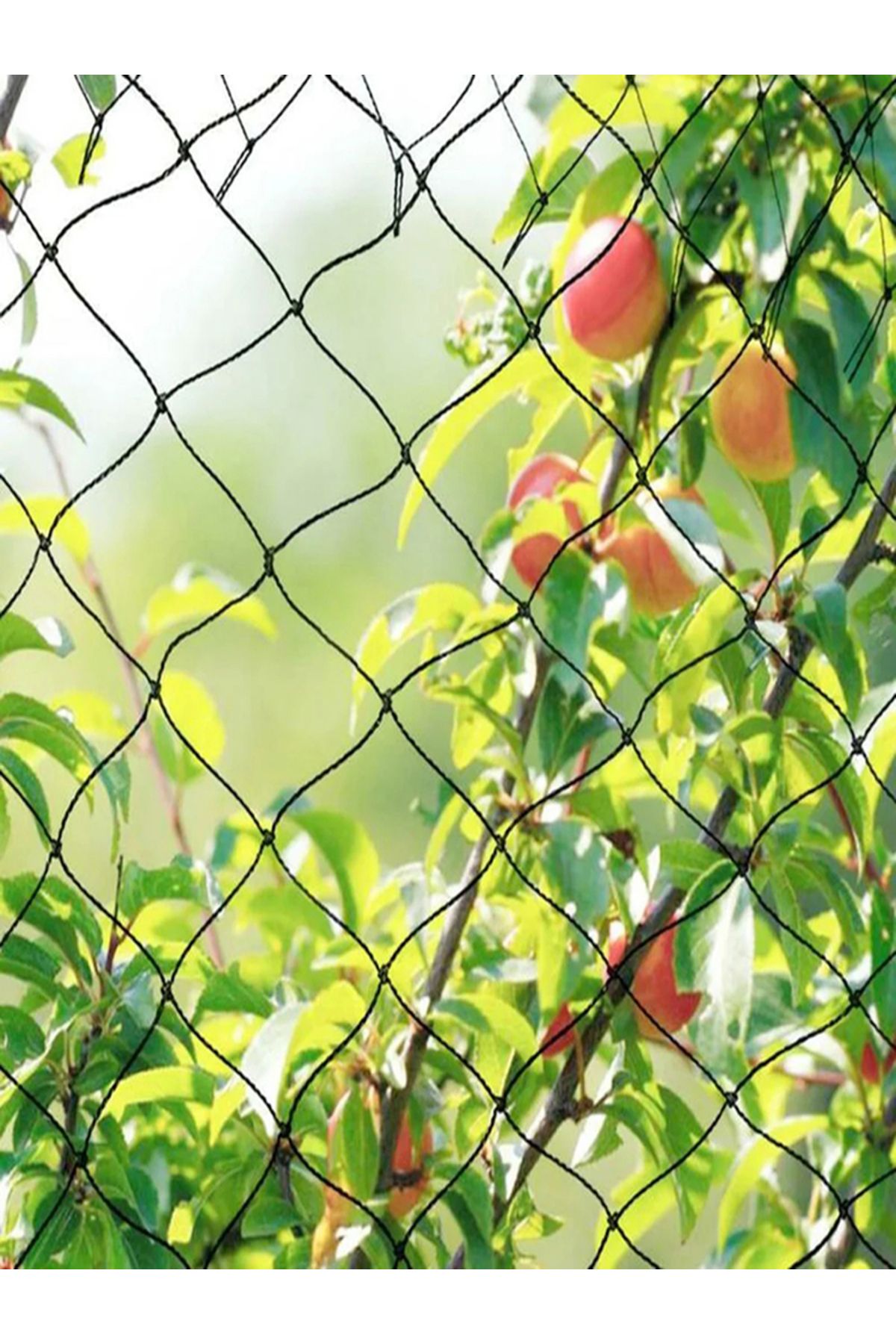 Choice-4x5m 4x5m/ 5x20m Reusable Black Fruit Tree Netting, Garden Netting For Protecting Fruit Trees, Plant 8