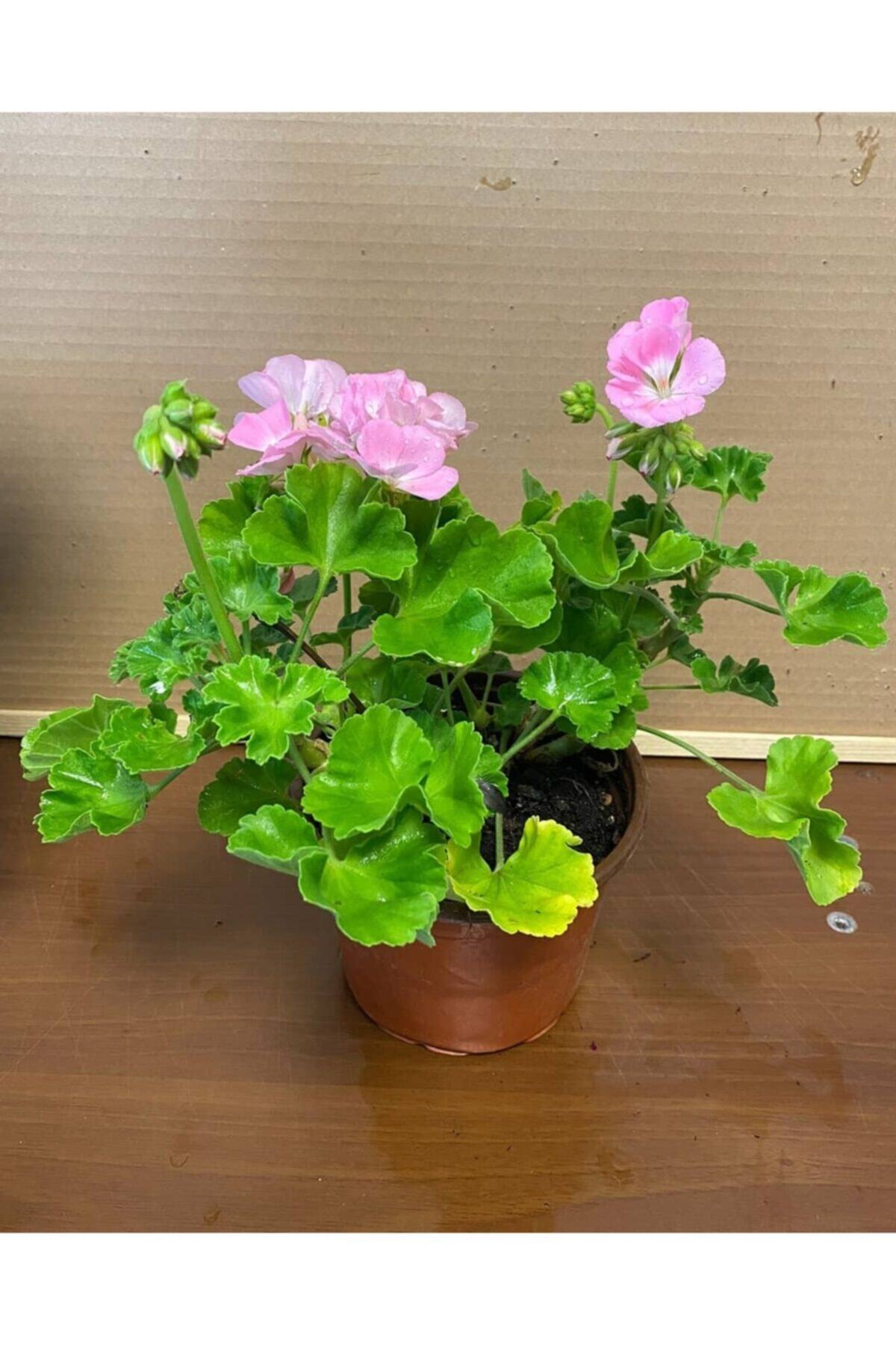 Soft Renkli Sardunya Çiçeği Fidanı Saksılı 2