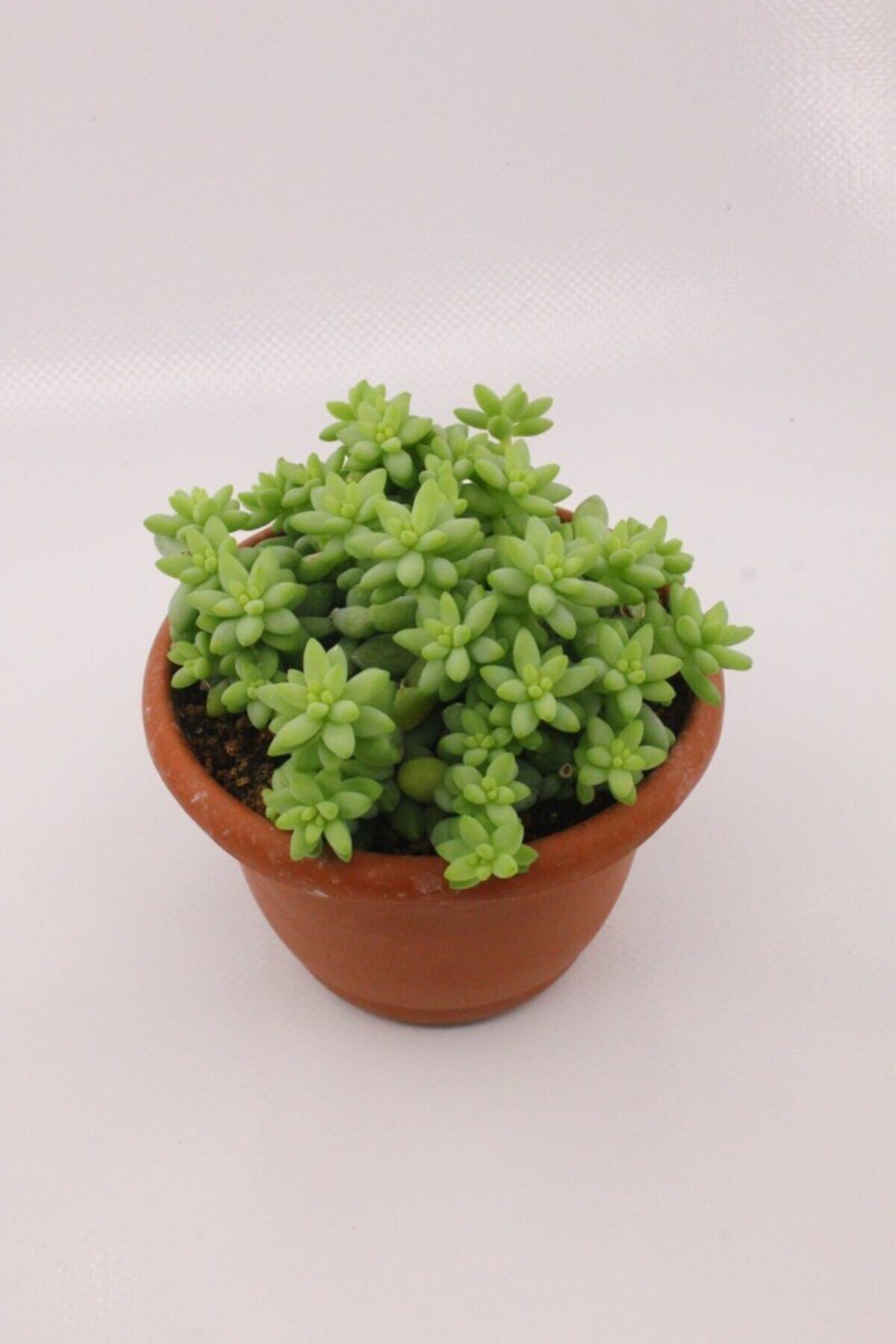 Sedum Burrito Sukulent 2