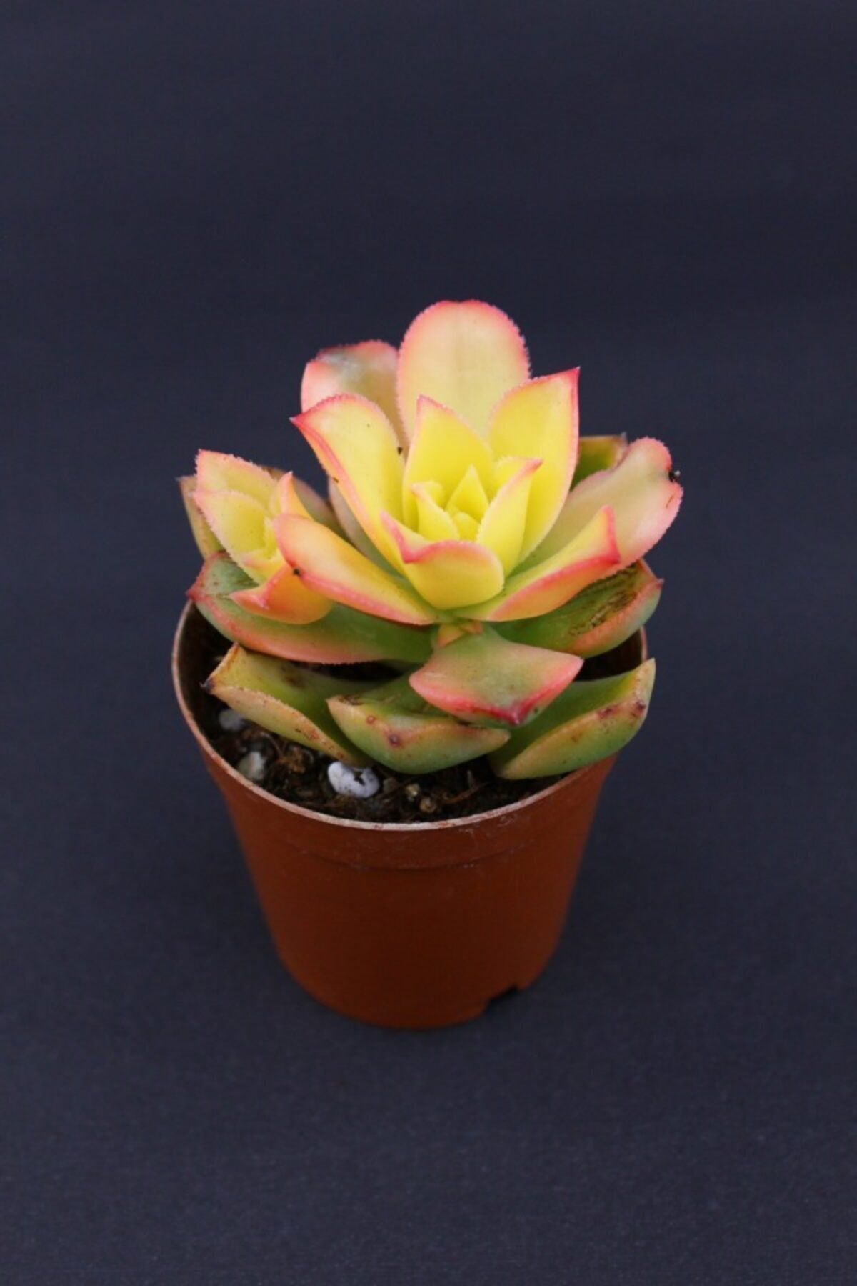 Aeonium Kivi Sukulent 2