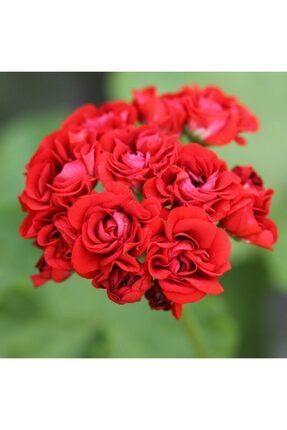10 Adet Kırmızı Renkli Gül Sardunya Çiçeği Tohumu LKGDTVJN231564