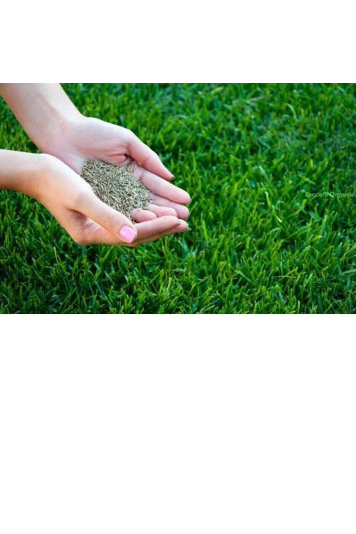 Grass Seed 5 Kg. Dynamic 6m Durable Ideal Grass Seed For Dense Pressed Areas 5 Kg