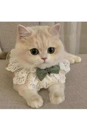 Proxy Paws Ayarlanabilir kedi ve küçük köpek dantelli boyunluk