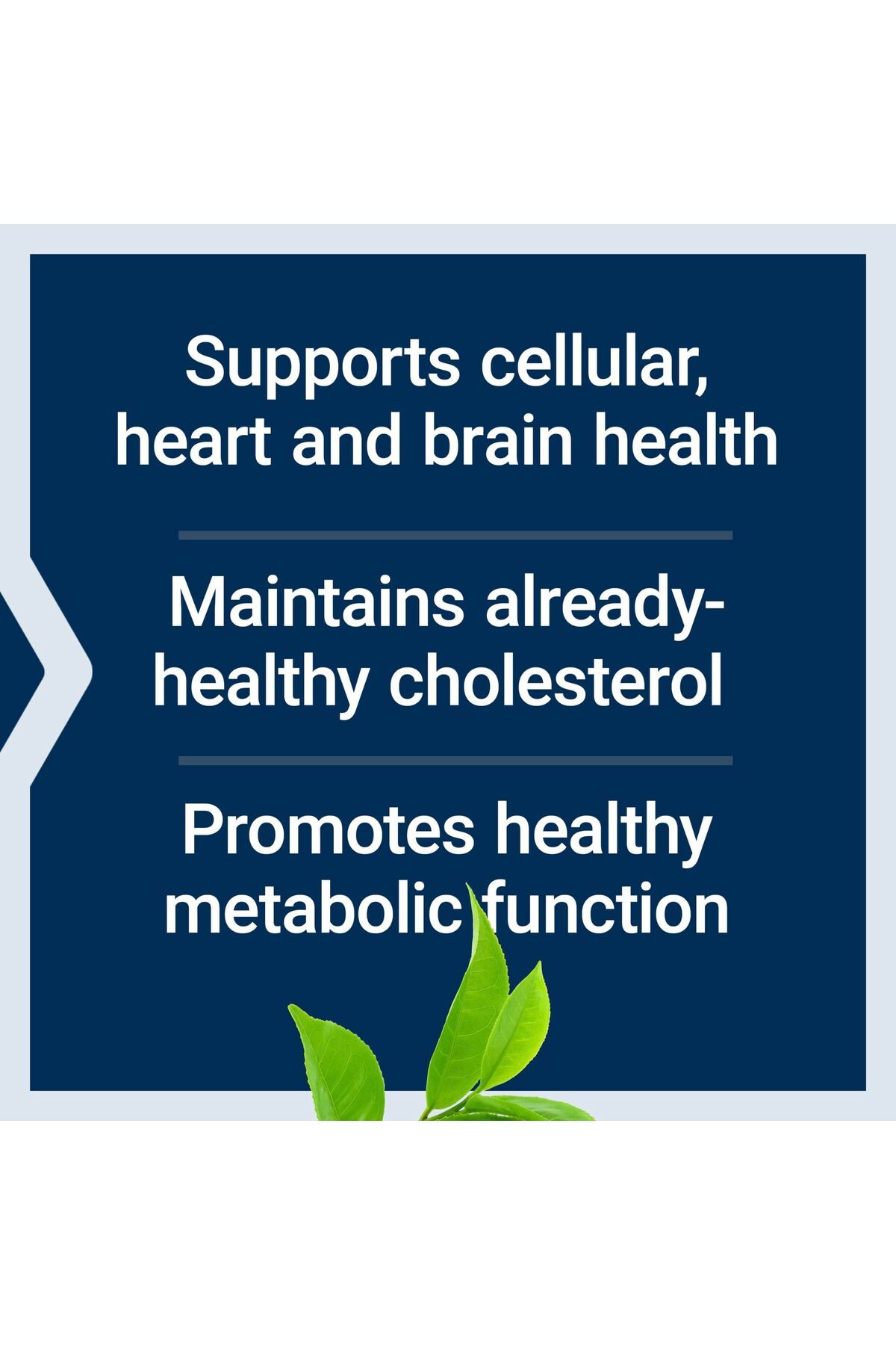 Life Extension-Decaffeinated Mega Green Tea Extract – Polyphenol-Rich, Supports Cell, Heart, Brain – 100 Capsules 4