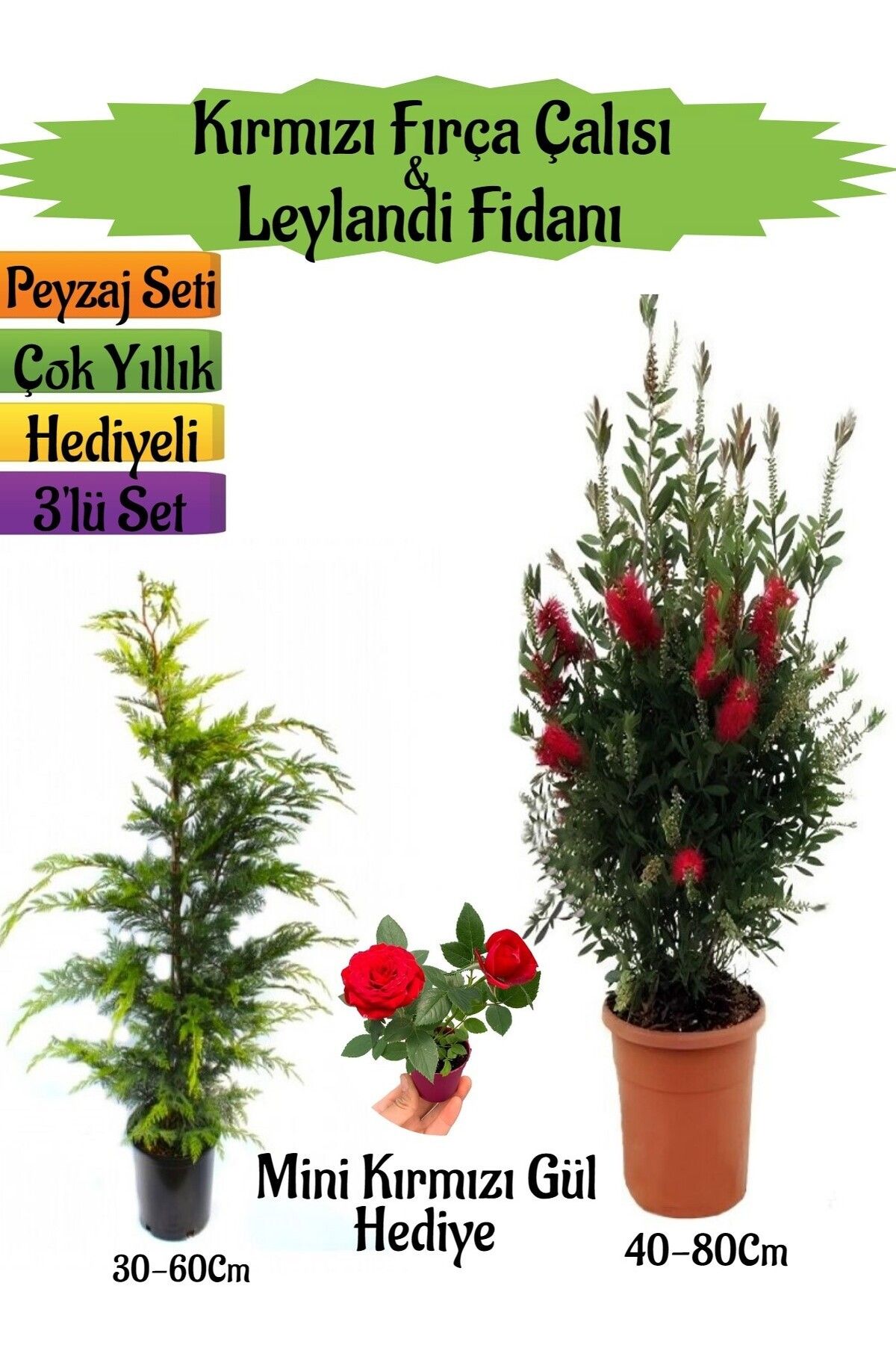 Bitkim Sende Kırmızı Fırça Çalısı+Leylandi Çam Fidanı+Mini Kırmızı Gül Hediyeli Peyzaj Seti
