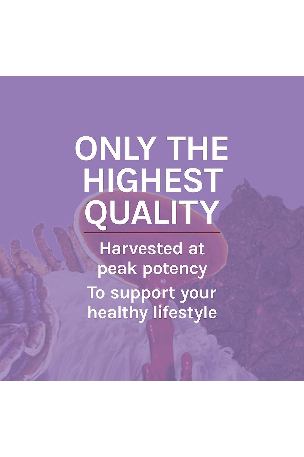 Host Defense-Lion's Mane Mushrooms - Brain Health, Focus & Memory - Immune & Nervous Support - 60 Capsules 8