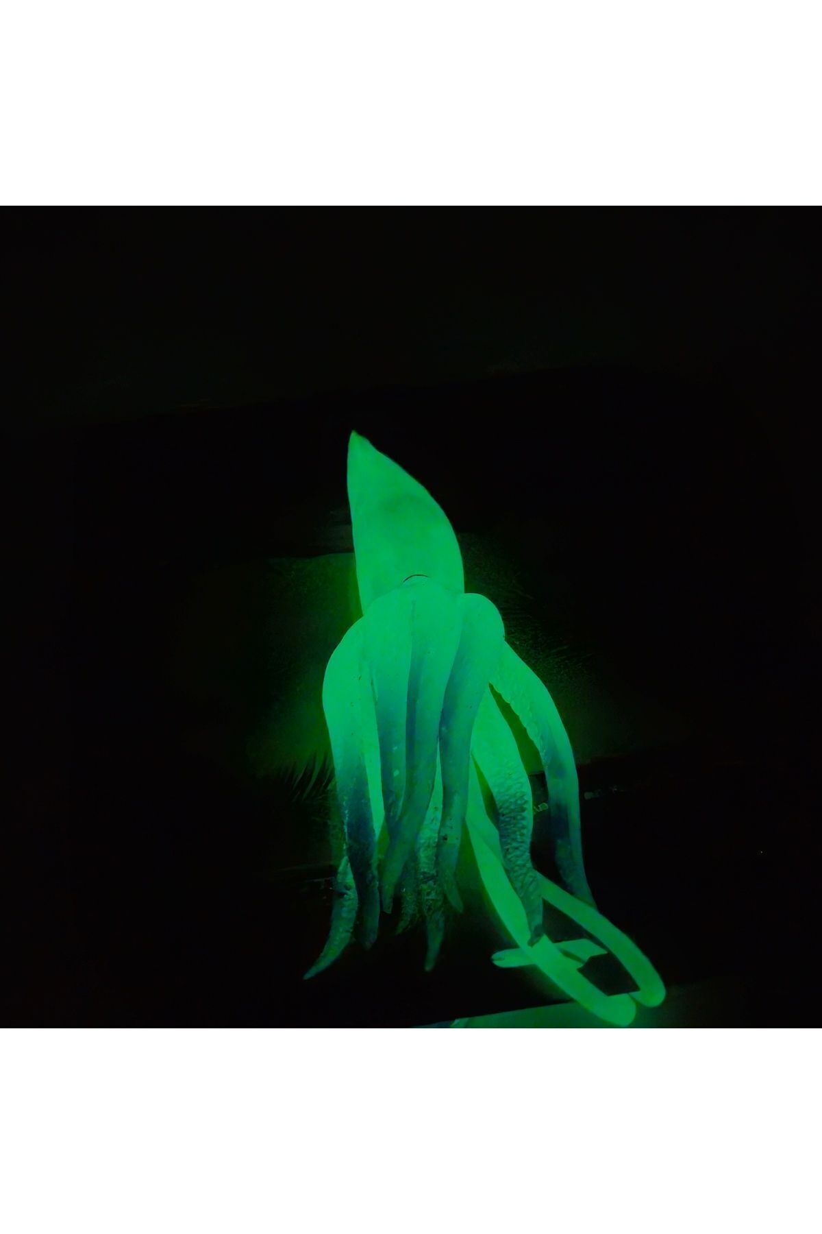 Seher KARANLIKTA PARLAYAN ESNEK AHTAPOT BANYO OYUNCAĞI fotoğrafı 2 (önizleme)