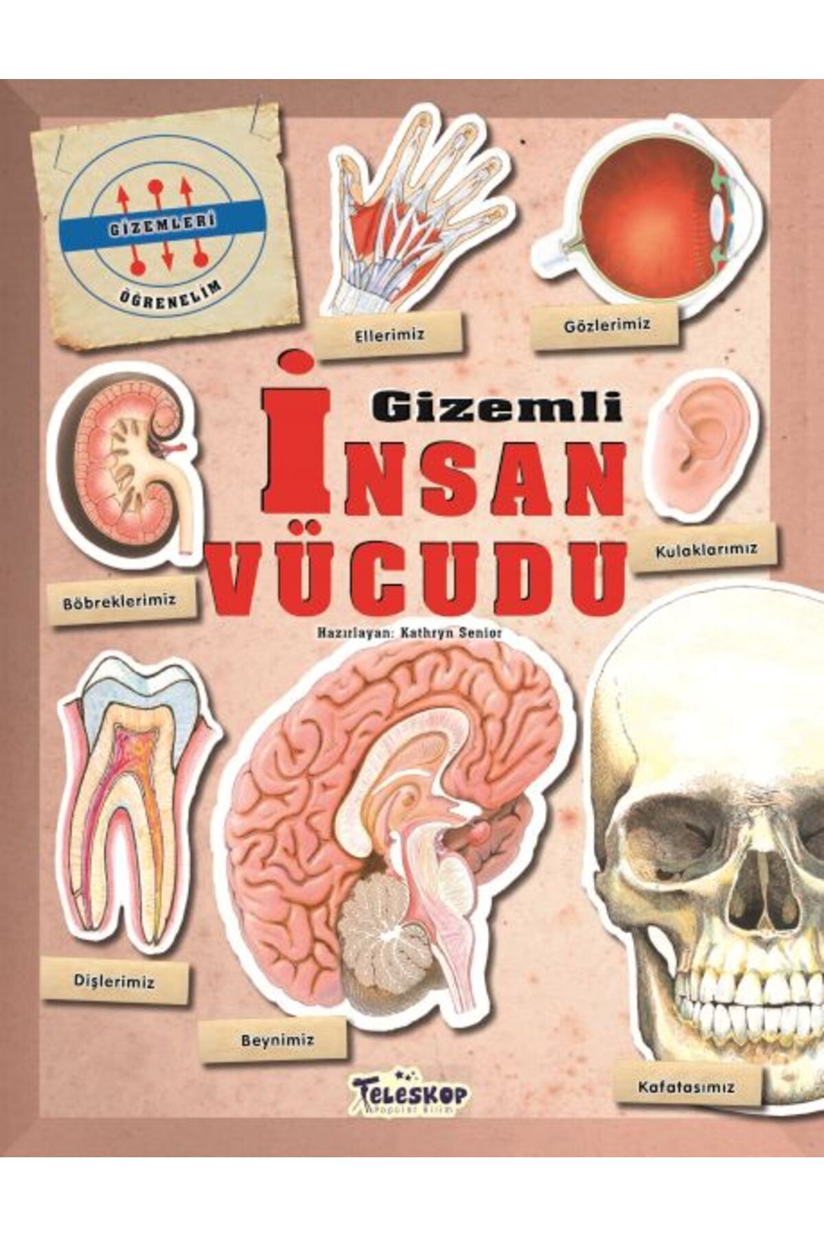 Destek Yayınları Gizemleri Öğrenelim - Gizemli İnsan Vücudu