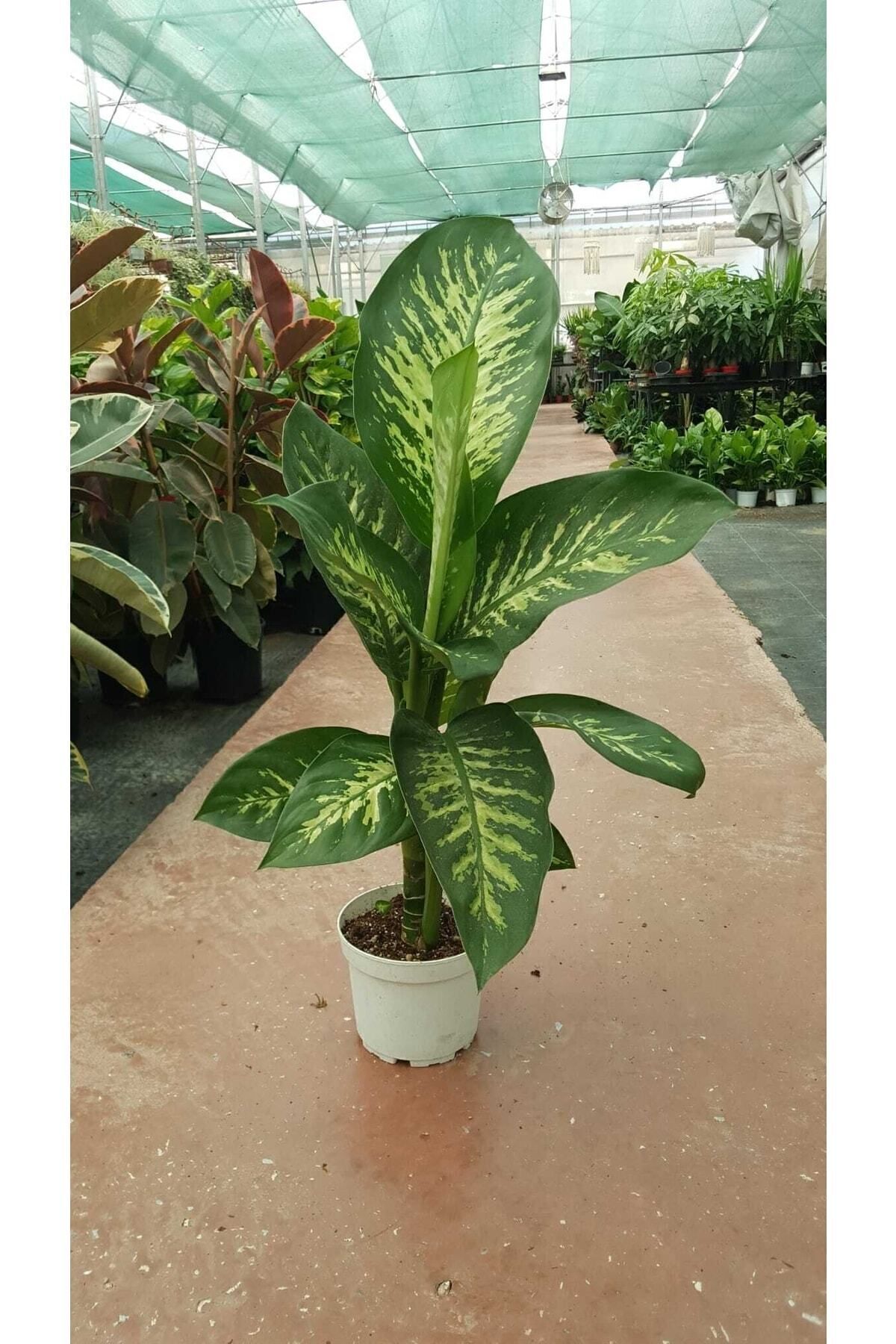 Gardenbox Difenbahya - Dieffenbachia Tropic Snow 60-70cm - Fiyatı