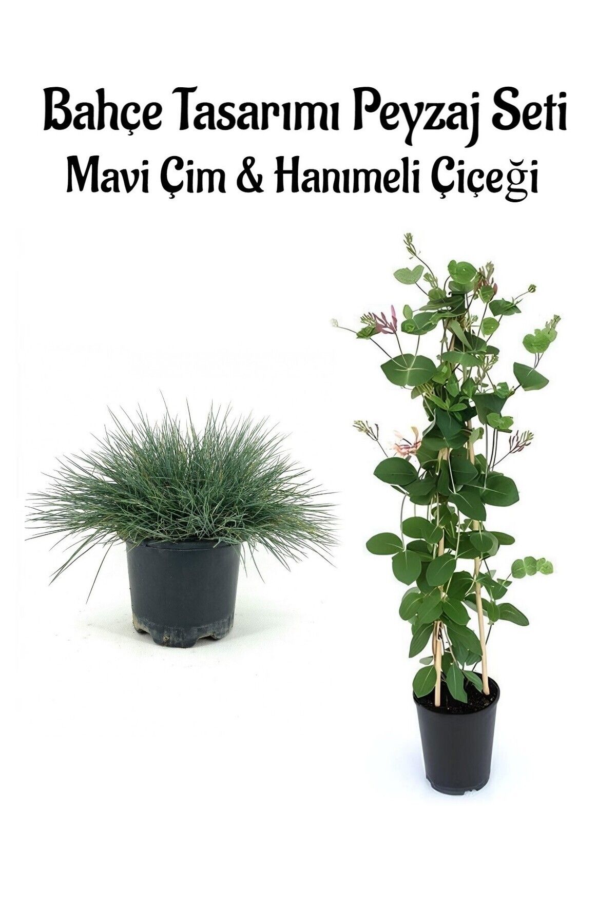 Gardenbox Kampanyalı Avantajlı Ürün Mavi Çim 1 ADET Saksılı (10-20cm)+Hanımeli Çiçeği (30-60cm) 1ADET