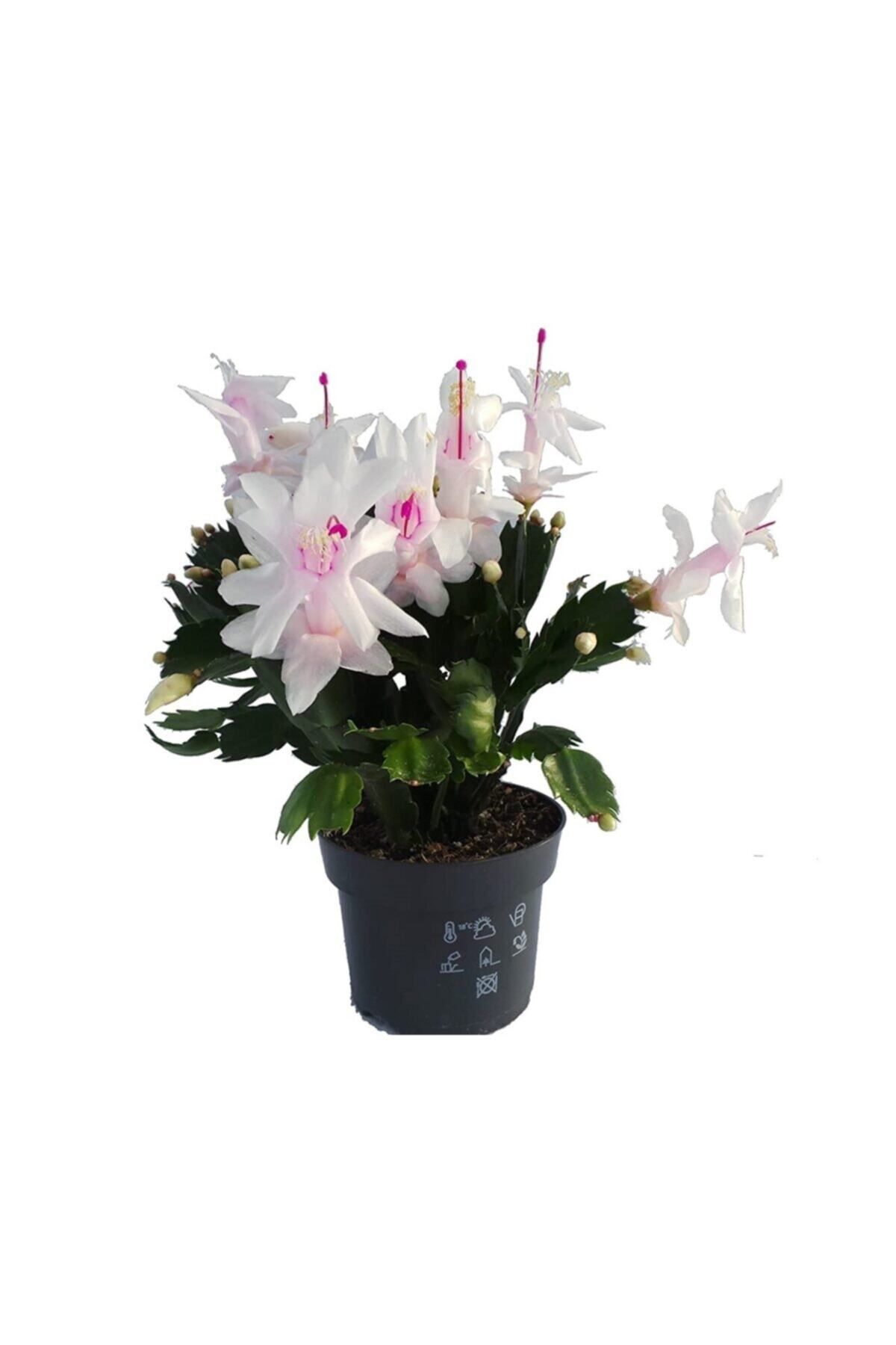 Gardenbox Kampanyalı Yılbaşı Çiçeği,yılbaşı Kaktüsü,beyaz Renk 7.cm Saksıda