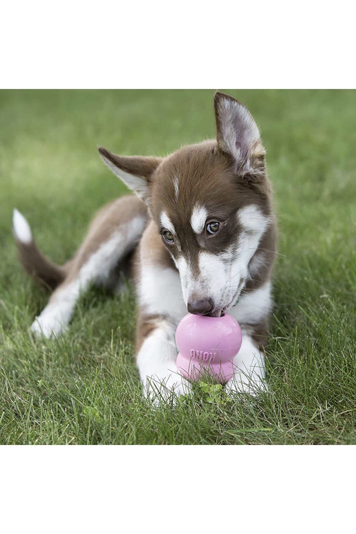 Kong-Puppy Easy Treat - Easy-to-Use Dog Snack for Toys, Weight Management, Long-Lasting & Mess-Free 3