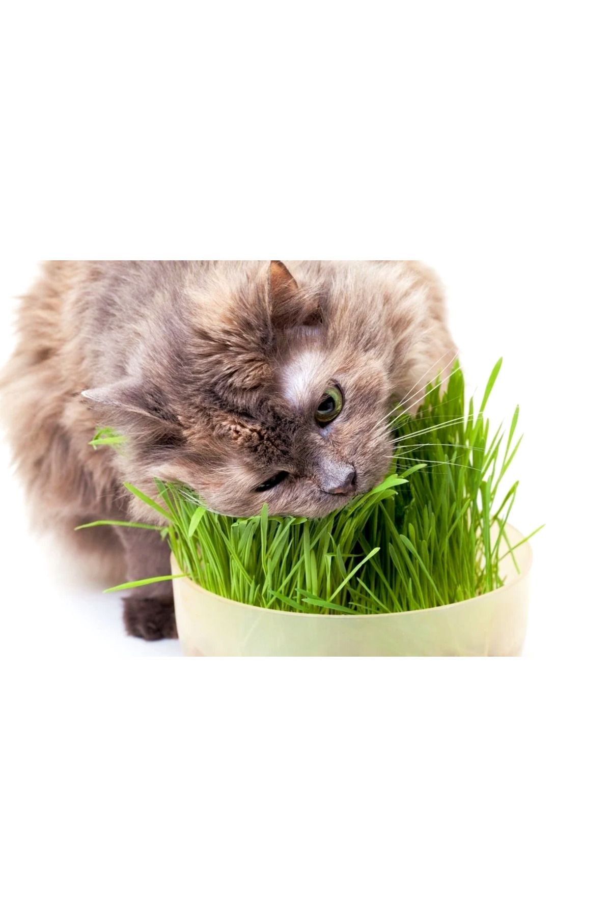 OEM Doğal Kedi Çimi (Tüy Yumağı Önleyici) 100 gr Standart
