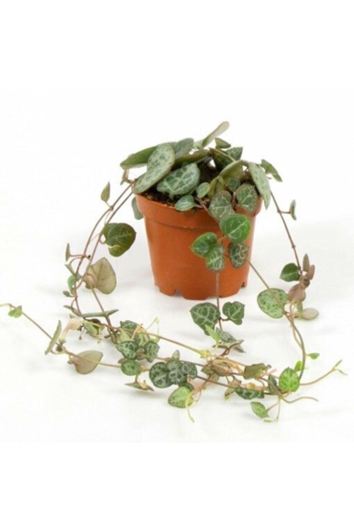 Gardenbox Kampanyalı Ceropegia Woodii Kalp Kalbe 9 Cm Saksı