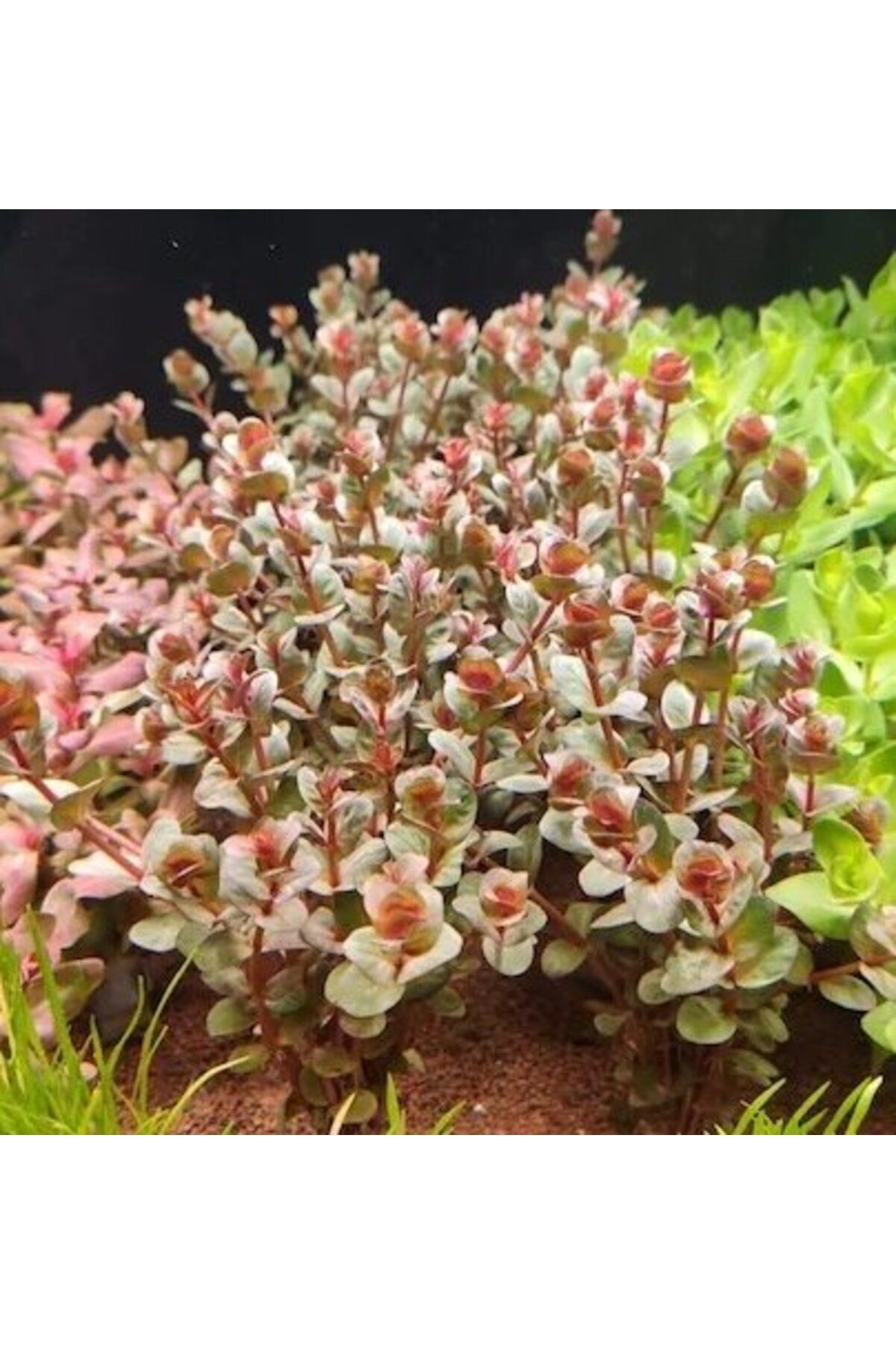 Day 100 Adet Rotala Macrandra Akvaryum Tohumu + 10 Adet Hediye Karışık Renk Gül Tohumu