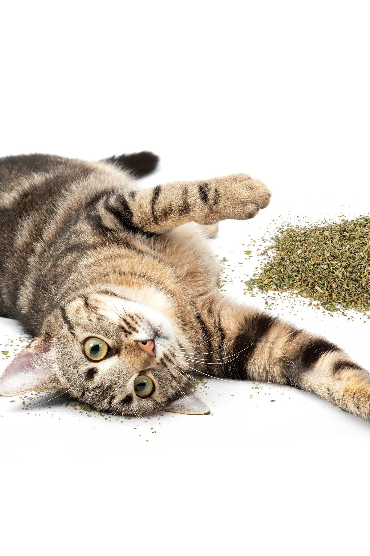SmartyKat-Organic Catnip for Cats & Kittens, Resealable Pouch - 1 Ounce 5