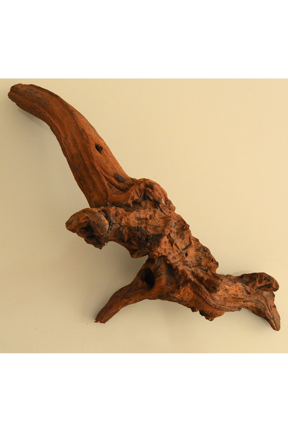 petonya Mango Kökü Akvaryum PH Düzenleyici Doğal Ağaç Kökü Vatoz Mangrove Wood Root 39x16x16 cm. 607 gr.