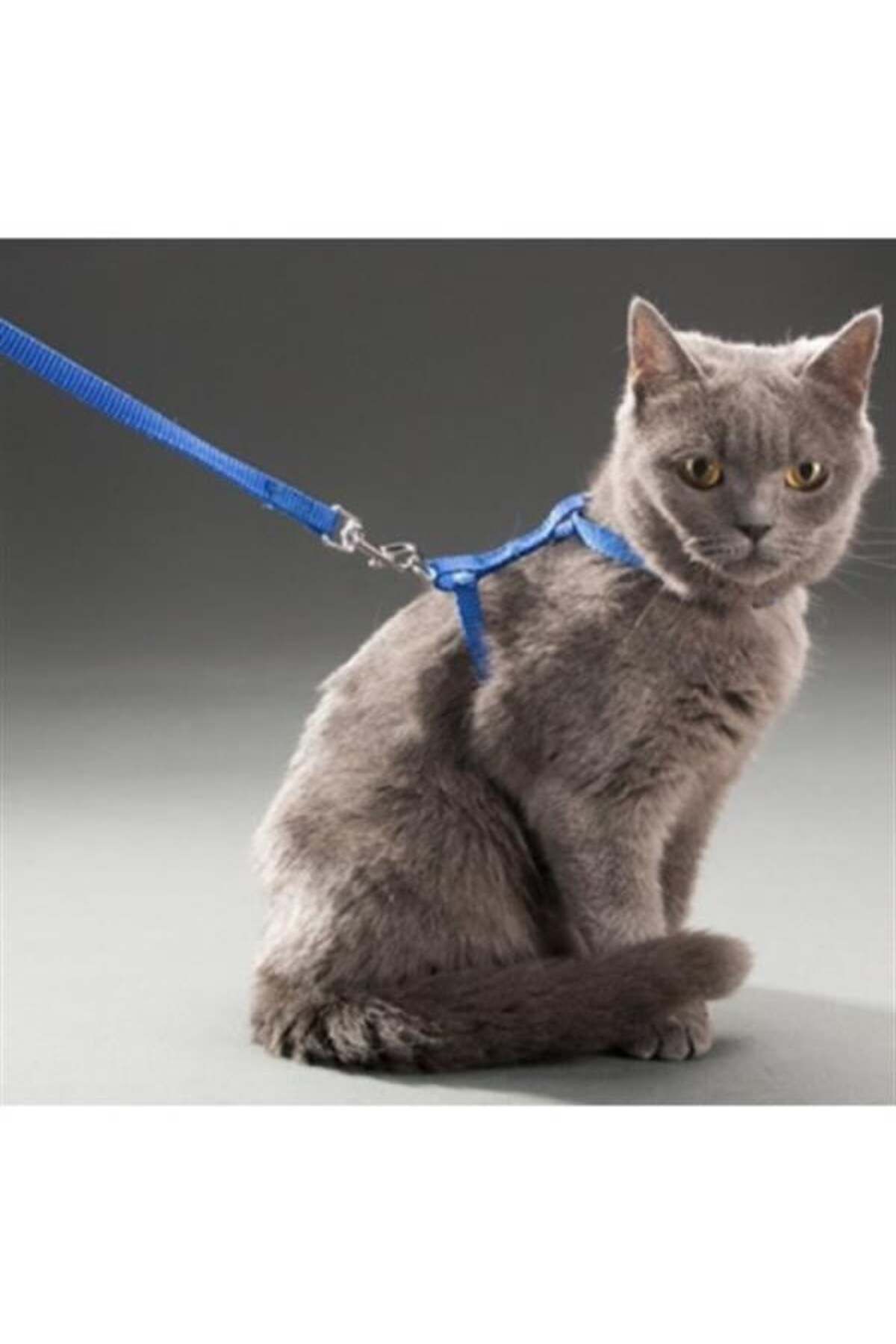 opencart Yeni Opencart Kedi Boyun Ve Göğüs Tasması Kampanya!!!