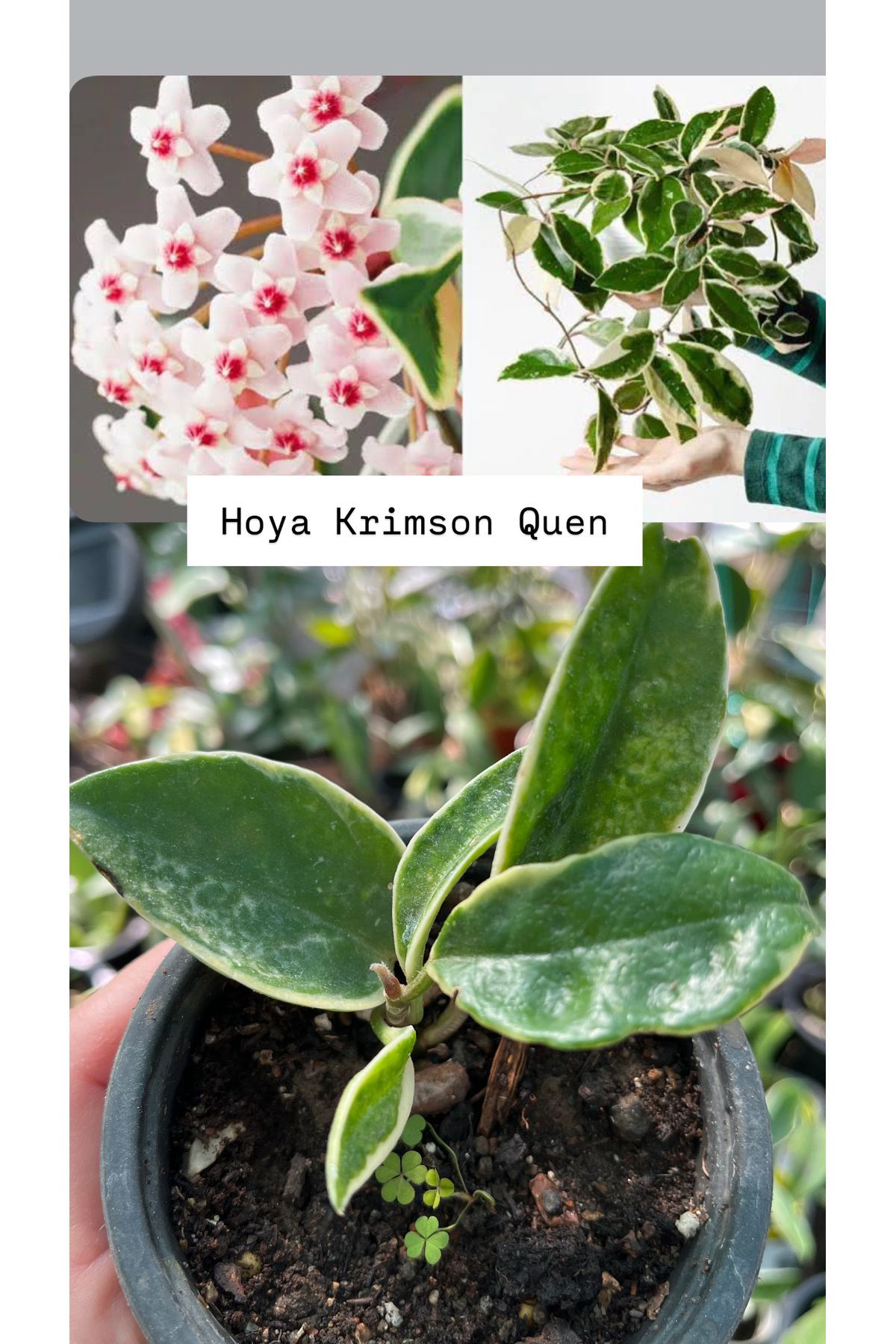 Birtutamrenk Hoya Krimson Quen