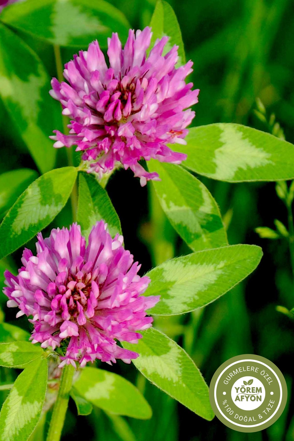 Gülçehre-Famous Giresun Highland Crop Bud Red Clover Dried, Meadow Trifolium {Trifolium Pratense} |   40Gr. 4