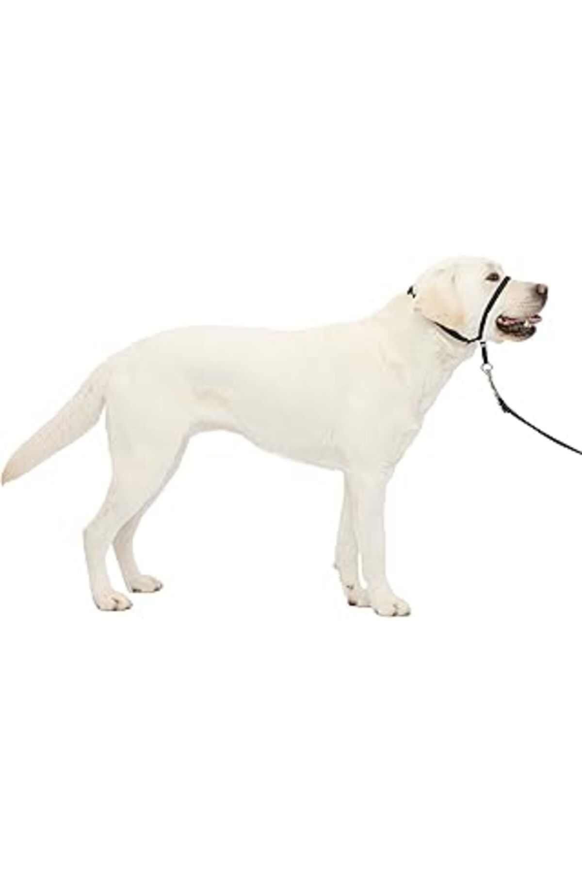 Pazarcan Petsafe Nazik Leader Baş Yaka, Çekmesiz Köpek Tasması, Büyük 27-59 Kg, Siyah