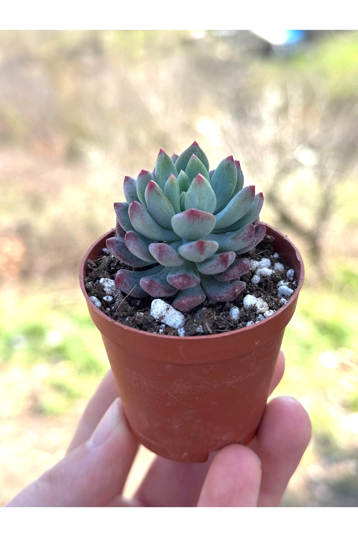 SukuLand Echeveria Blue Apple ithal koleksiyonluk özel tür